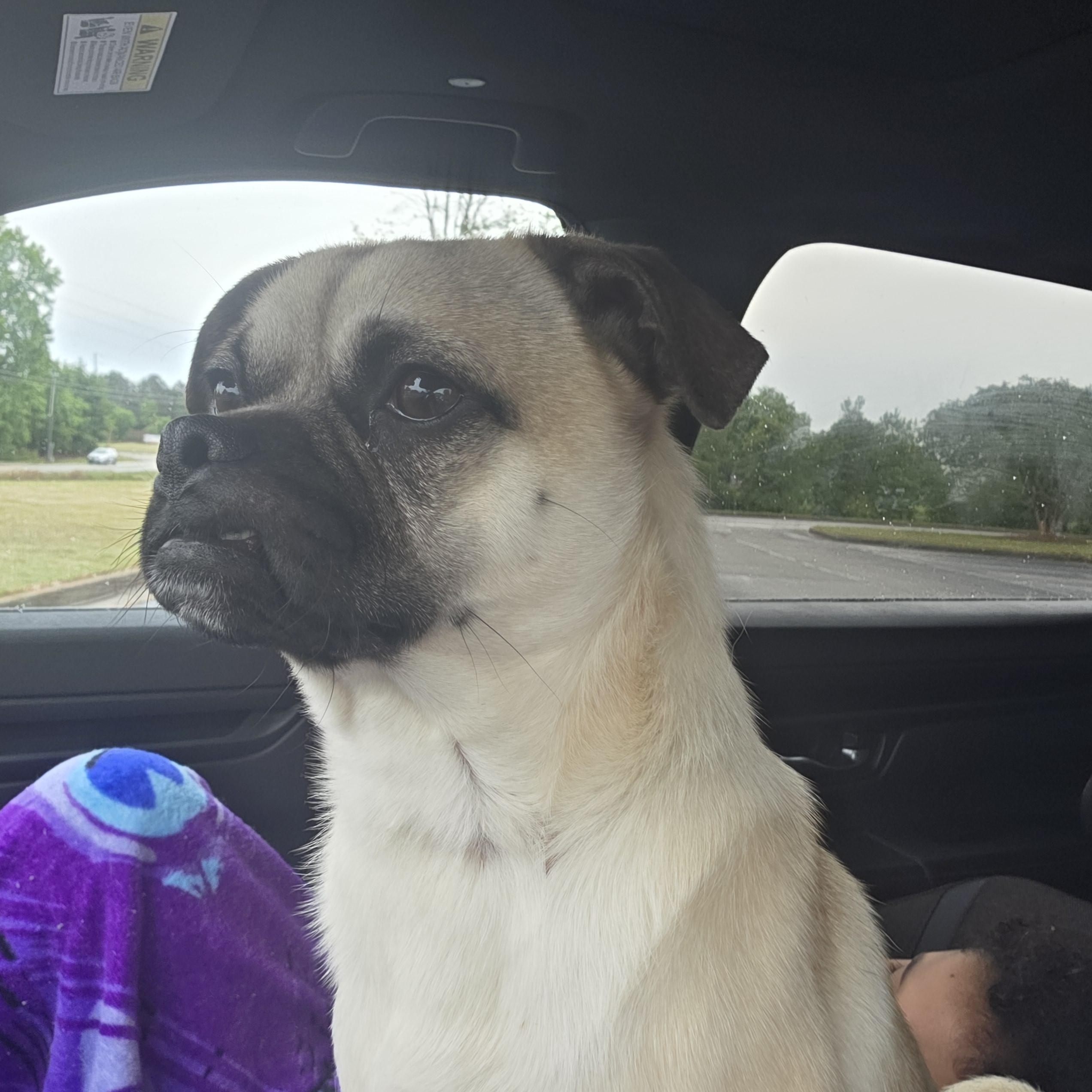 Pugsly , ADOPTABLE, Young Male Pug & Chihuahua.