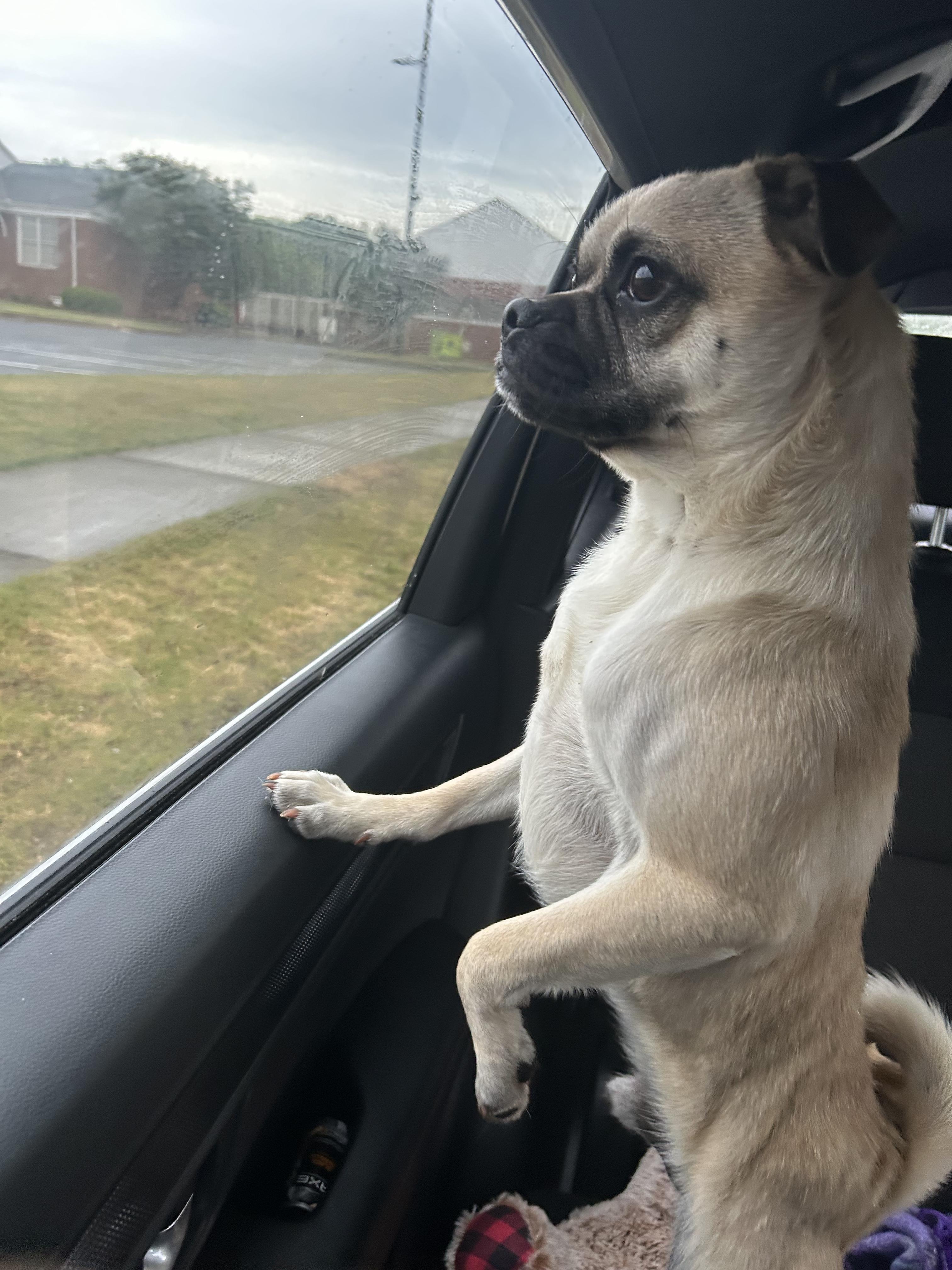 Enlarge Pugsly , a ADOPTABLE mixed breed in Stockbridge, GA image 2/2