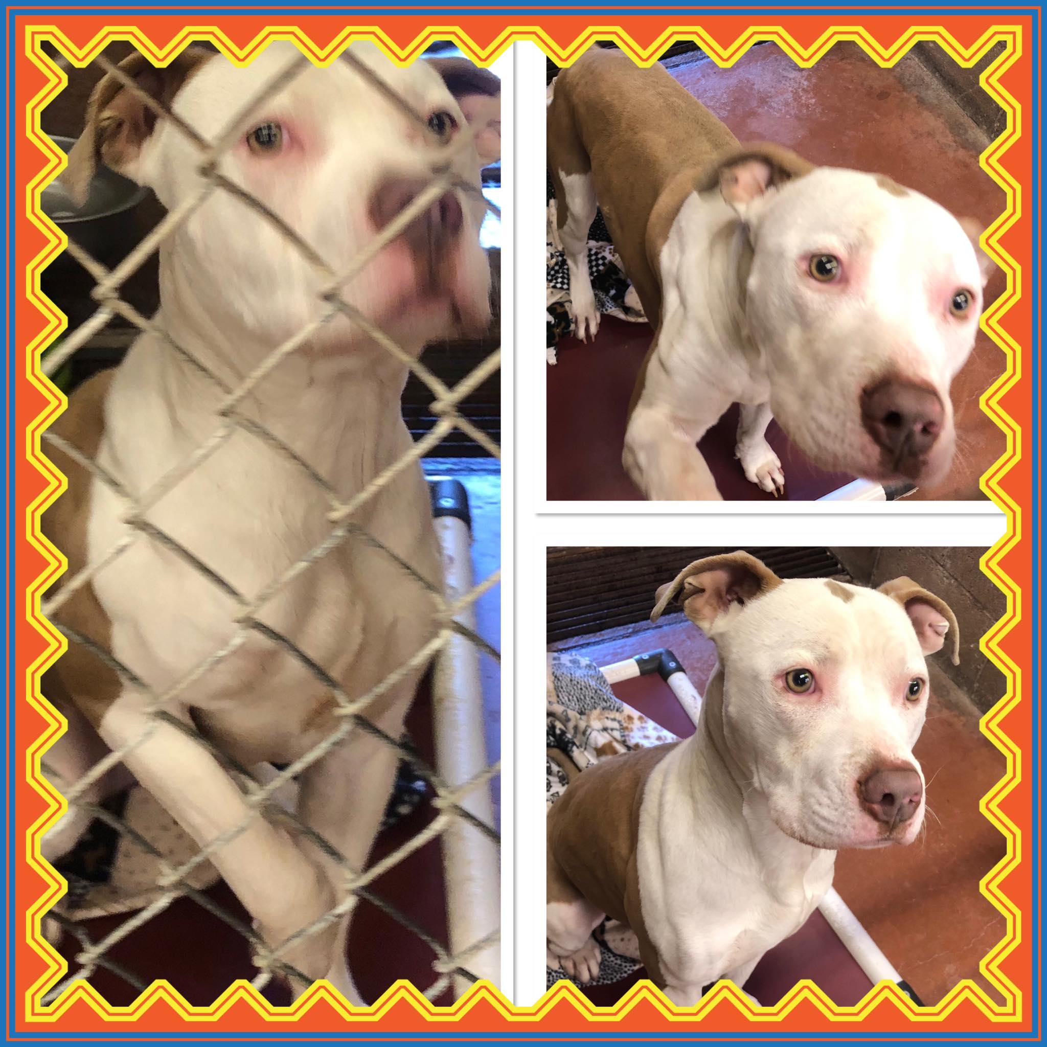 Enlarge JIMMY CHEW, a ADOPTABLE Pit Bull Terrier in Buckhannon, WV image 1/1