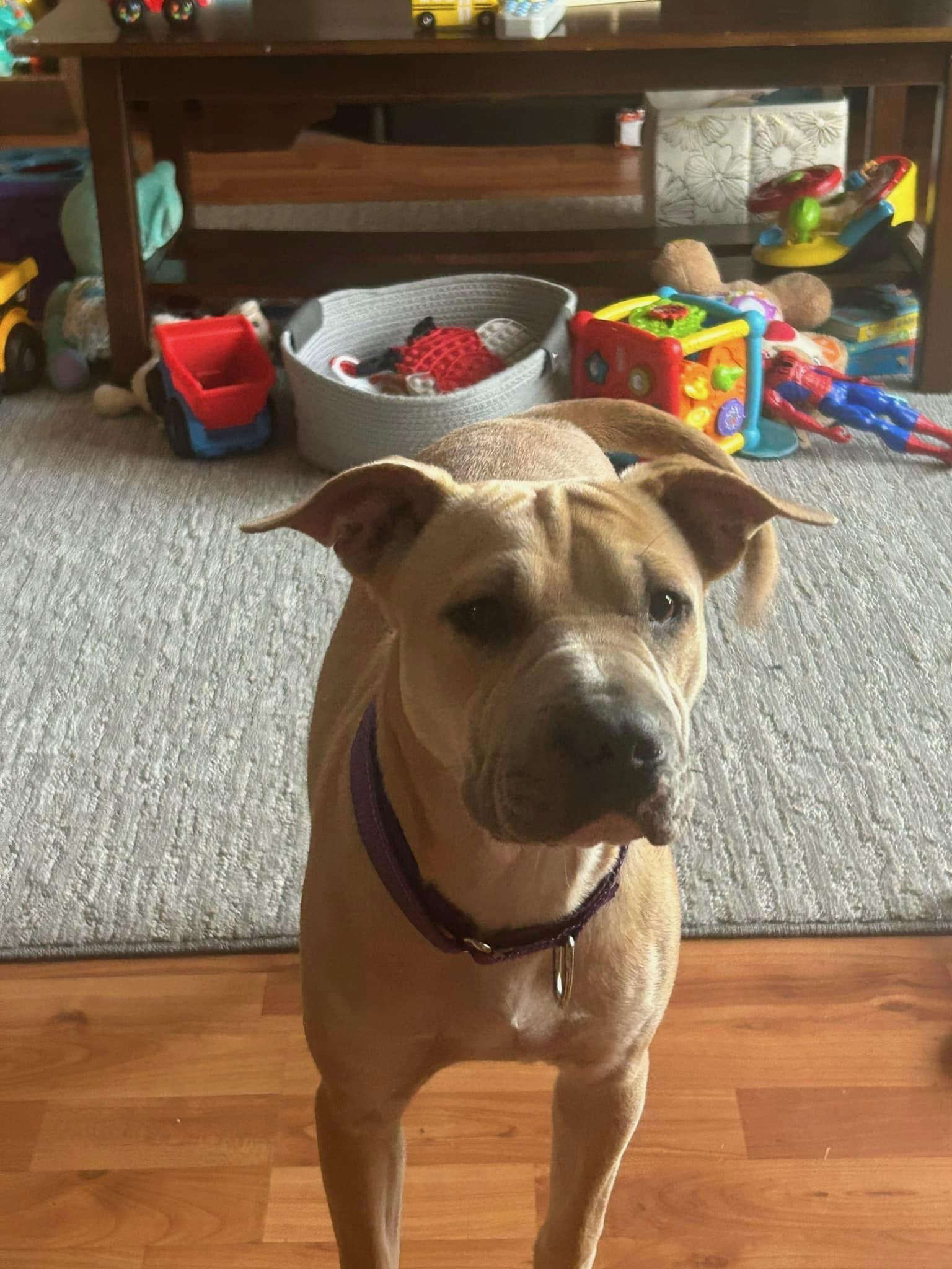 Enlarge Lacey, a ADOPTABLE mixed breed in Saint Augustine, FL image 1/1