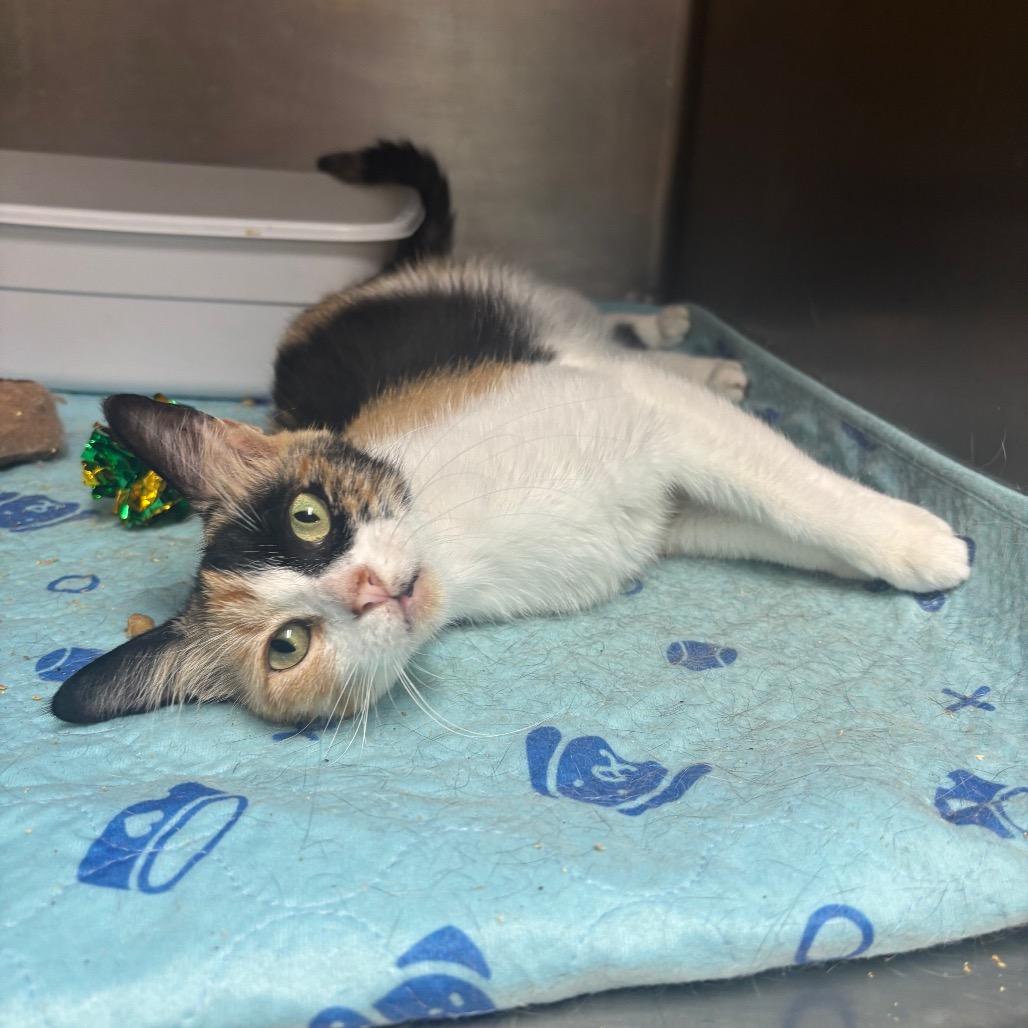 Enlarge Mango, a Adoptable Domestic Medium Hair in Hinesville, GA image 1/6