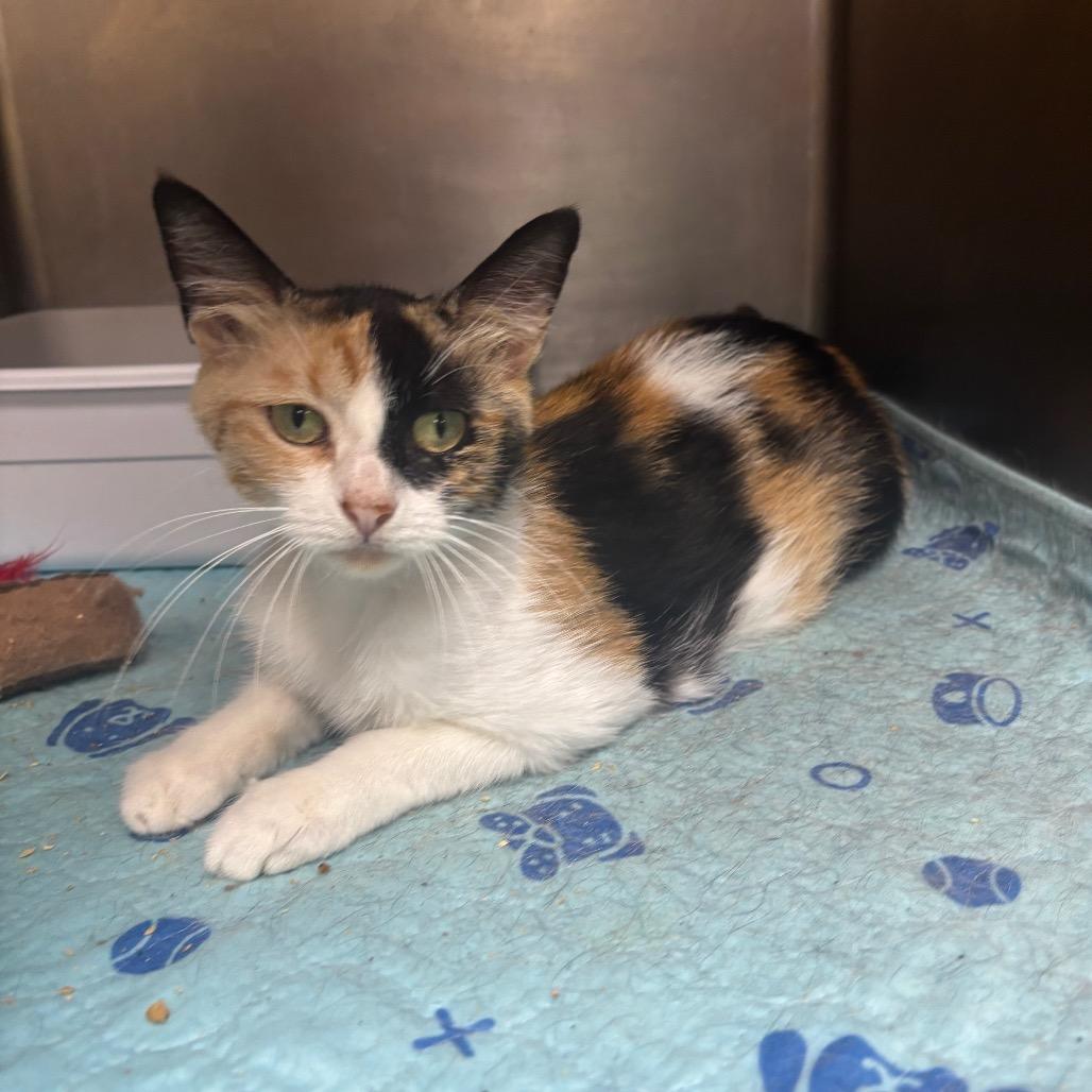Enlarge Mango, a Adoptable Domestic Medium Hair in Hinesville, GA image 2/6