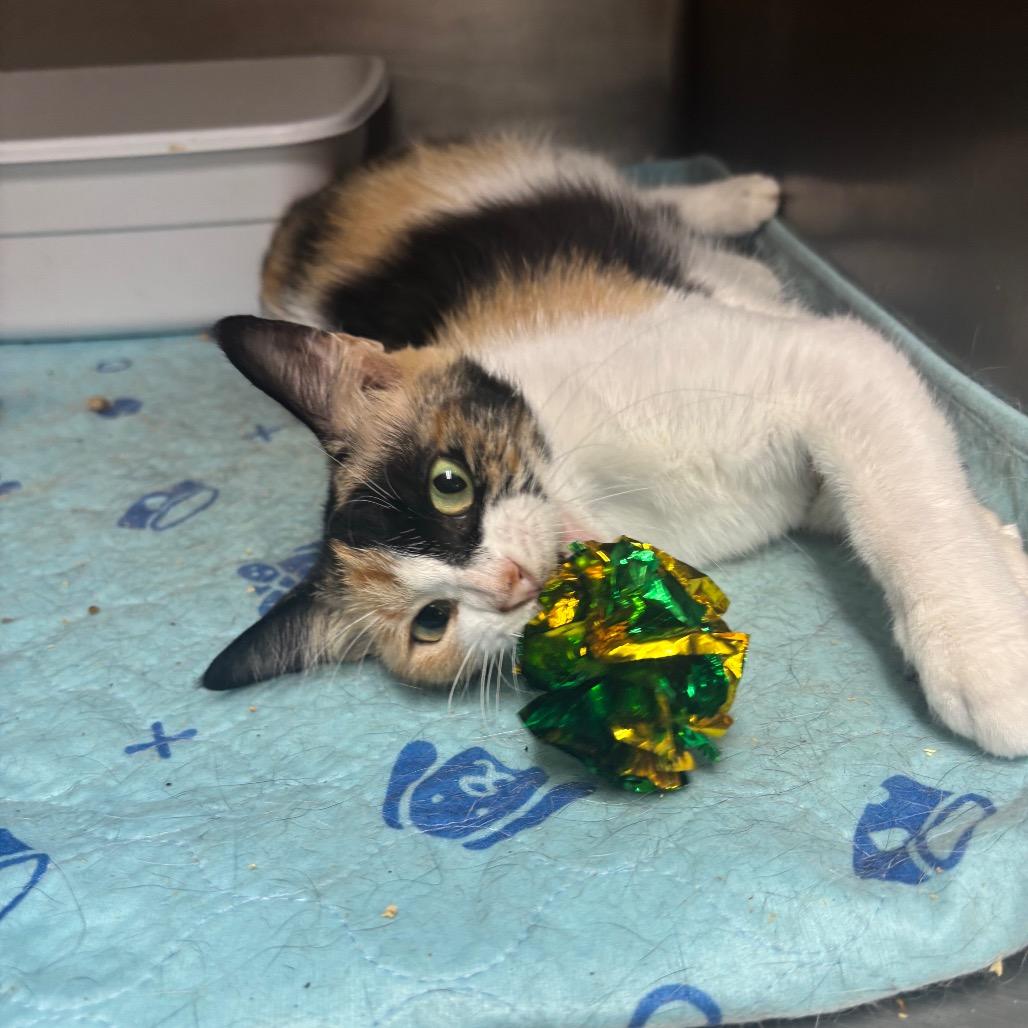 Enlarge Mango, a Adoptable Domestic Medium Hair in Hinesville, GA image 3/6