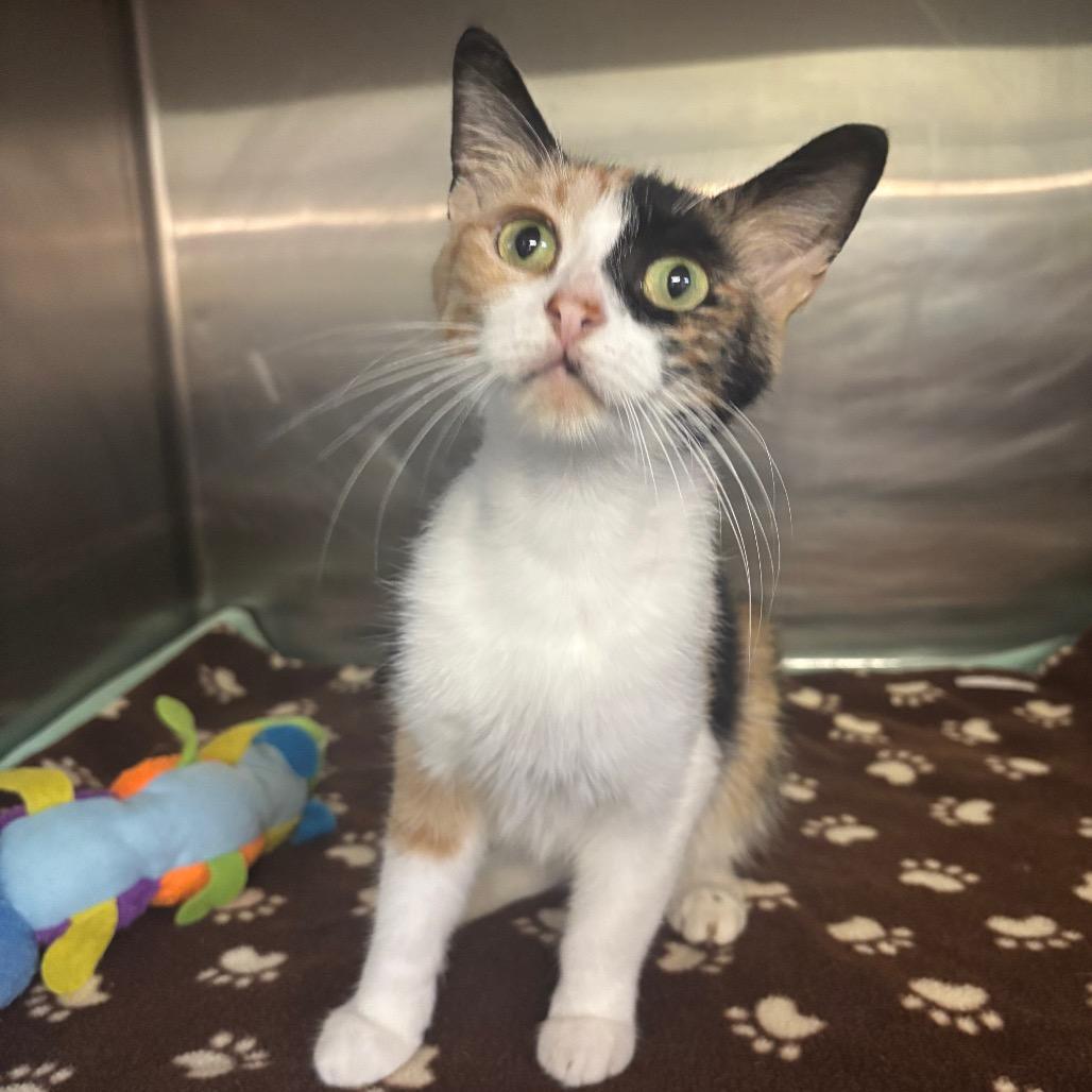 Enlarge Mango, a Adoptable Domestic Medium Hair in Hinesville, GA image 4/6