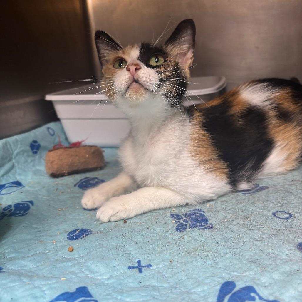 Enlarge Mango, a Adoptable Domestic Medium Hair in Hinesville, GA image 5/6
