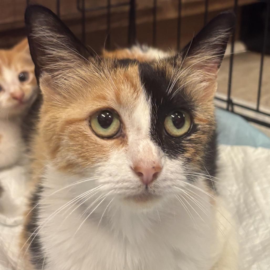 Enlarge Mango, a Adoptable Domestic Medium Hair in Hinesville, GA image 6/6