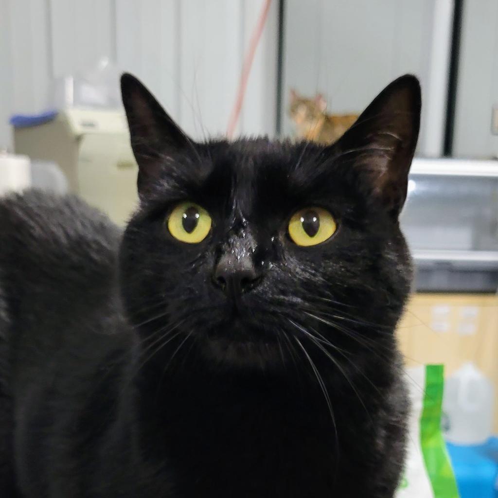 Enlarge Freckles, a Adoptable Domestic Short Hair in Sheridan, WY image 1/1