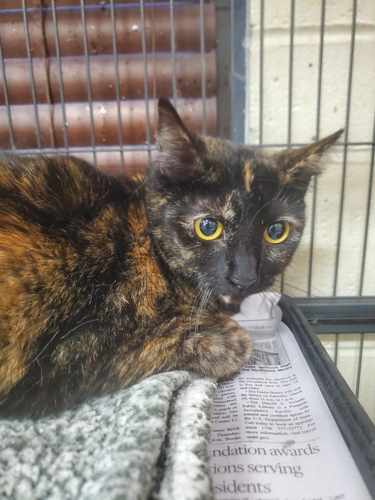 2025-02-024 *Mickey*, Adoptable, Adult Female Domestic Short Hair.