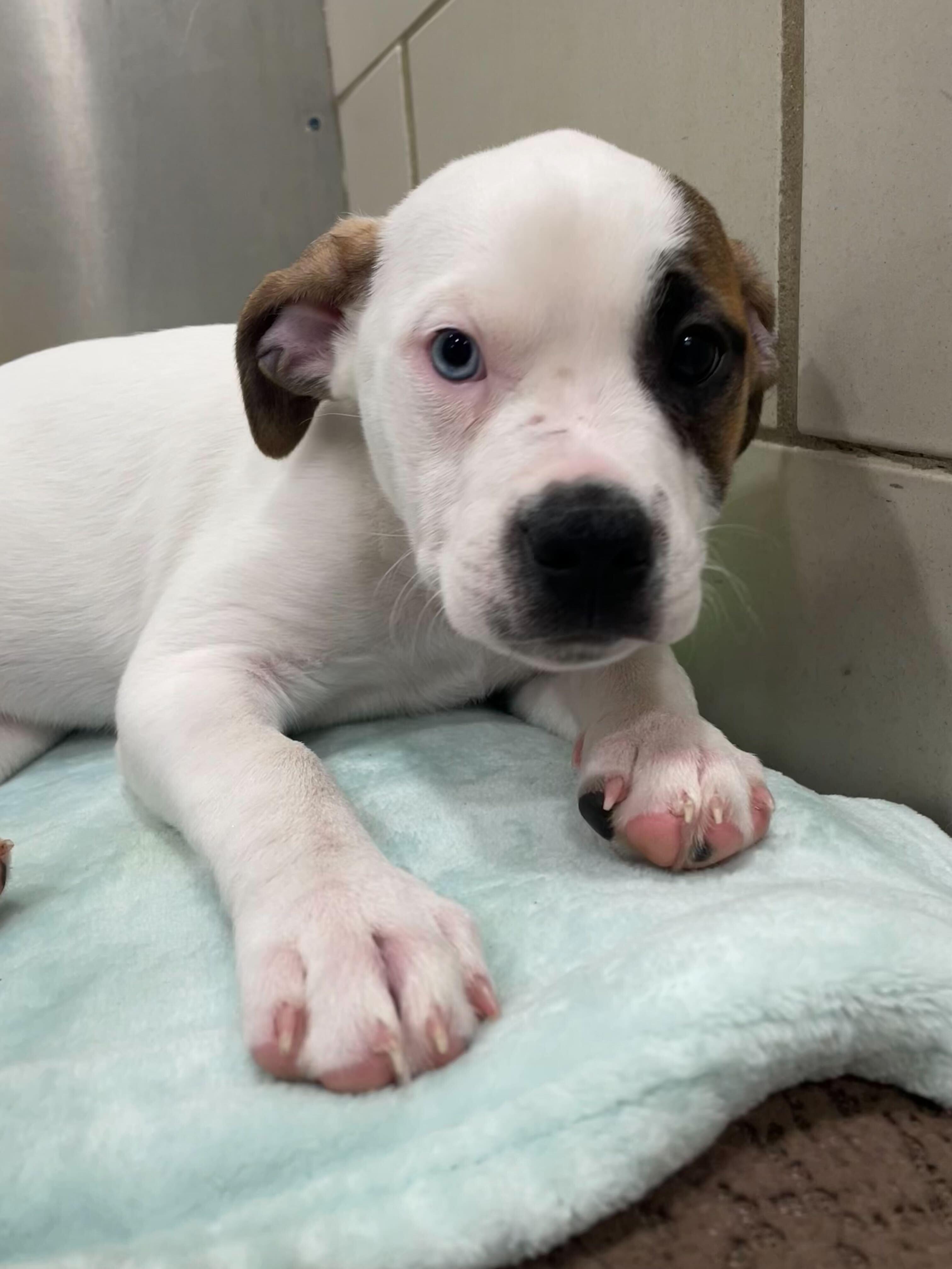 River, ADOPTABLE, Puppy Male Jack Russell Terrier.