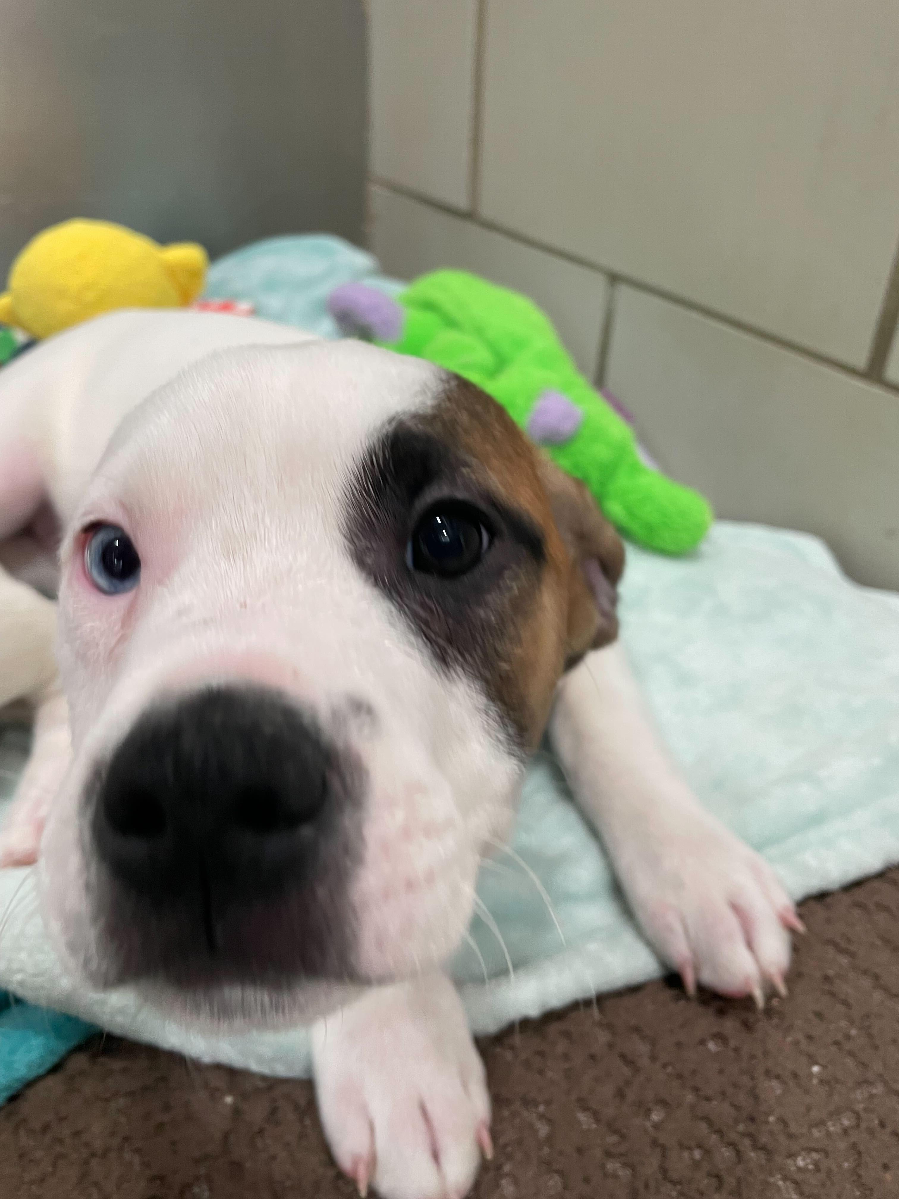 River, a ADOPTABLE mixed breed in Jackson, MI image 2/6