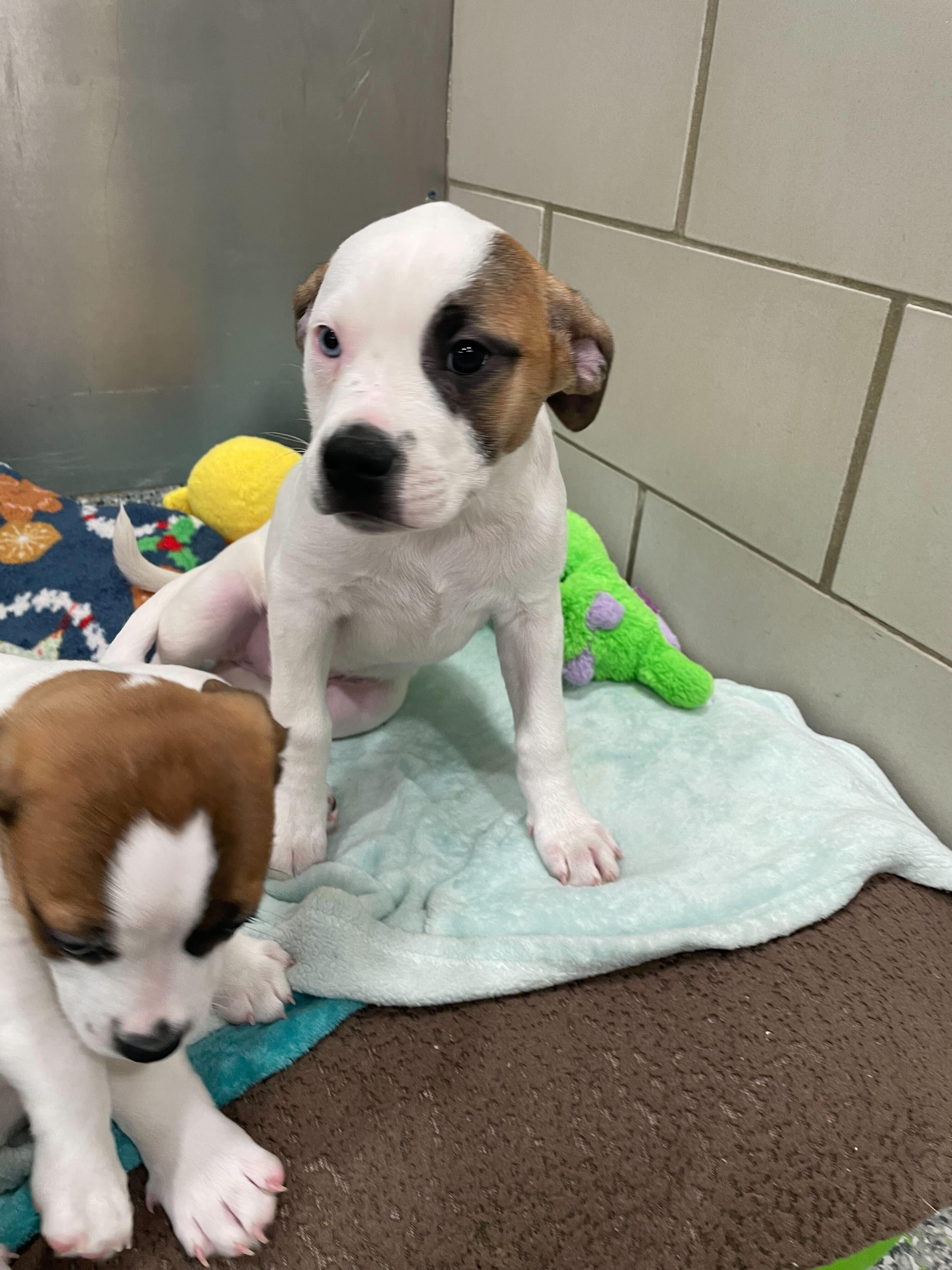 River, a ADOPTABLE mixed breed in Jackson, MI image 3/6