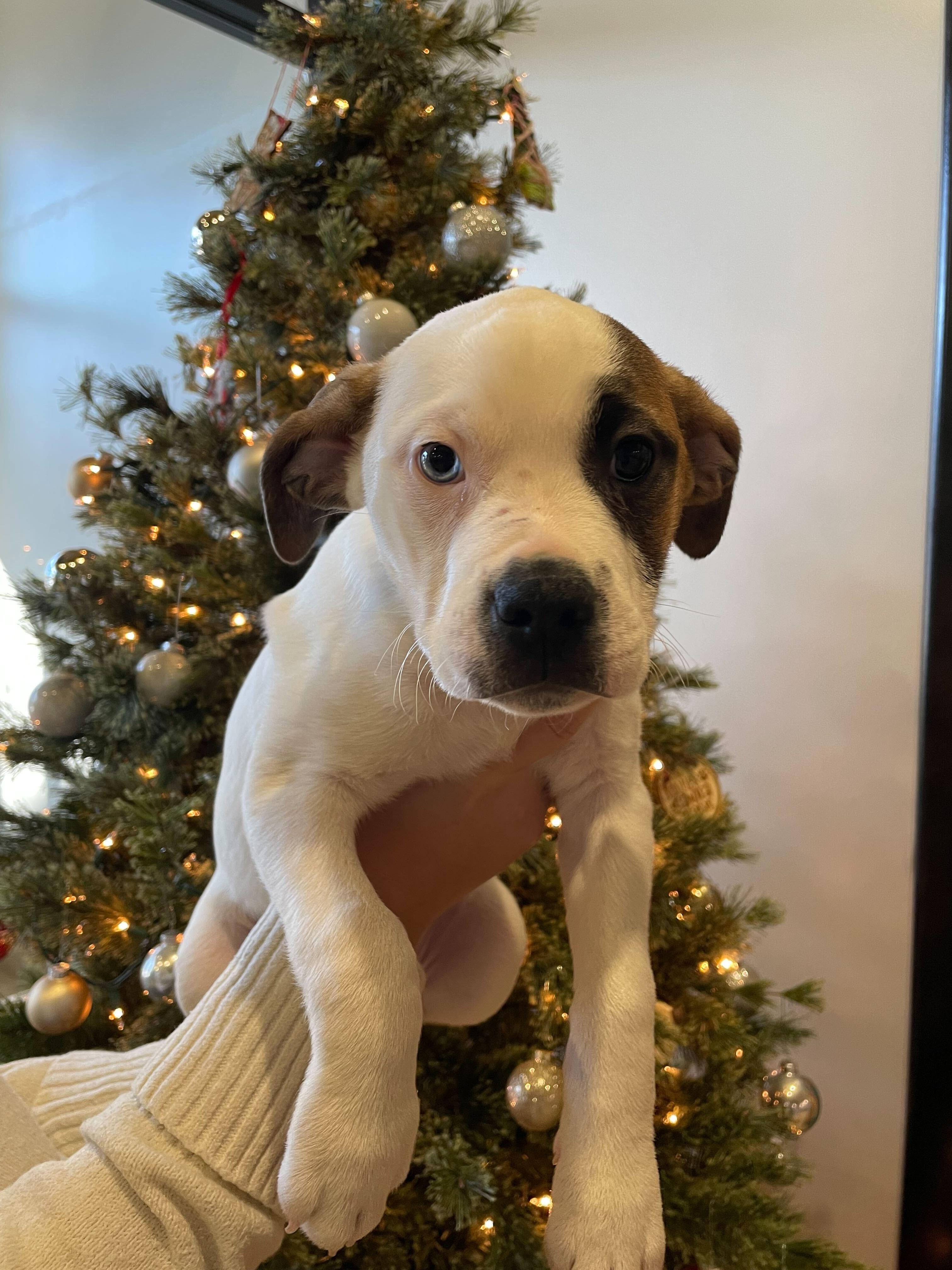 River, a ADOPTABLE mixed breed in Jackson, MI image 4/6