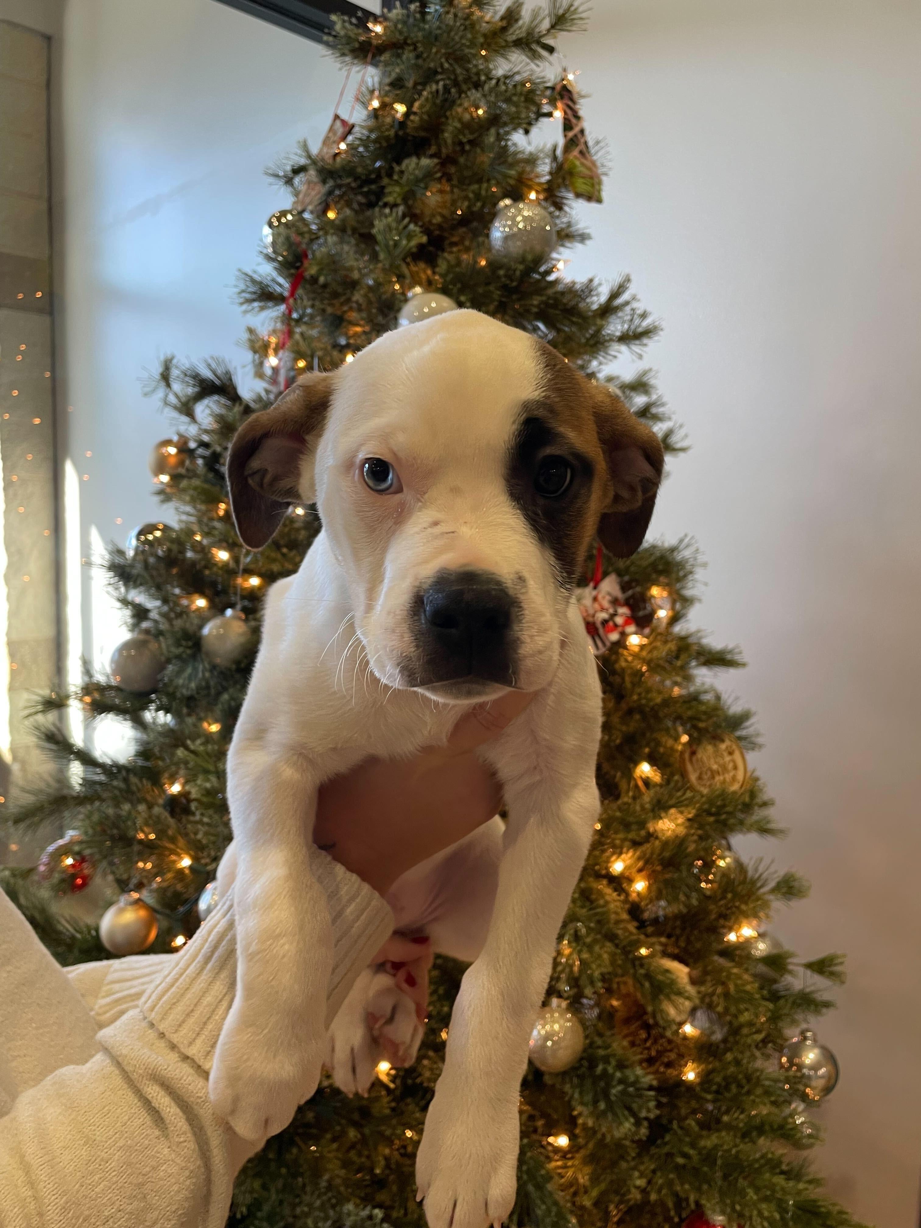 River, a ADOPTABLE mixed breed in Jackson, MI image 5/6