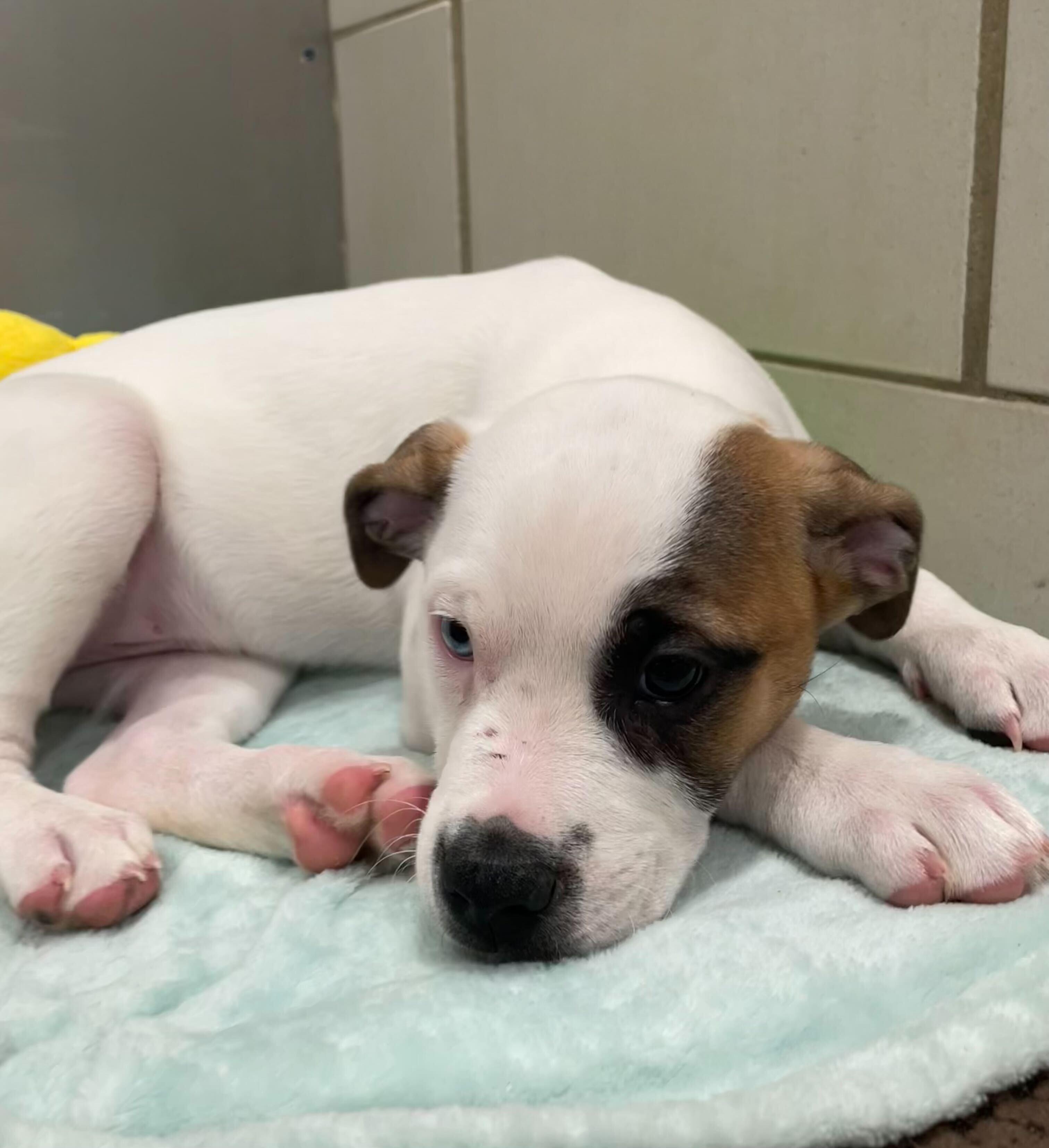 River, a ADOPTABLE mixed breed in Jackson, MI image 6/6