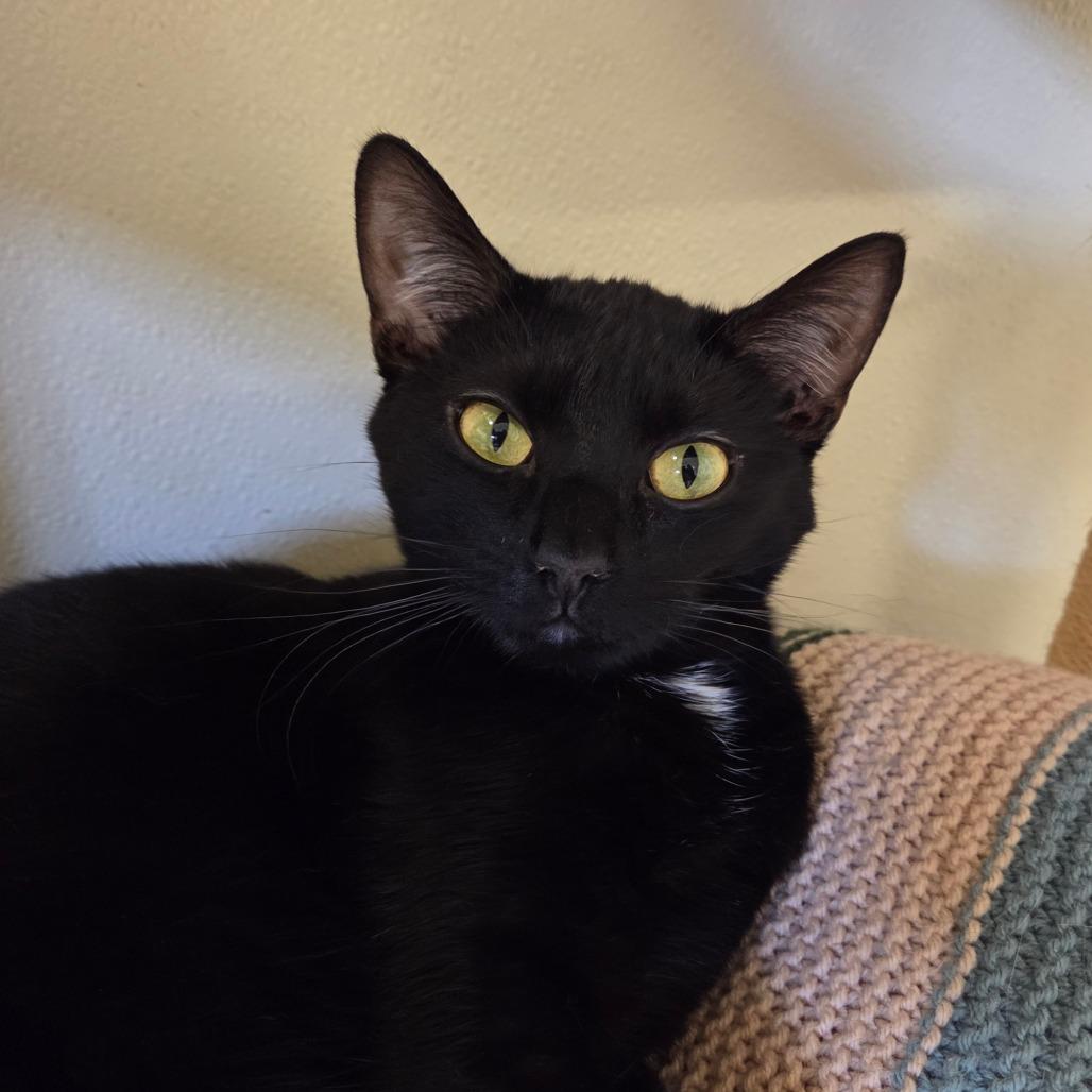 Enlarge Poppy, a Adoptable mixed breed in Pontiac, IL image 1/6