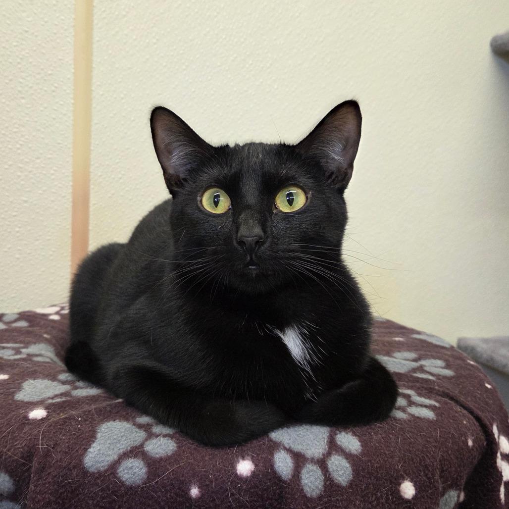 Enlarge Poppy, a Adoptable mixed breed in Pontiac, IL image 2/6