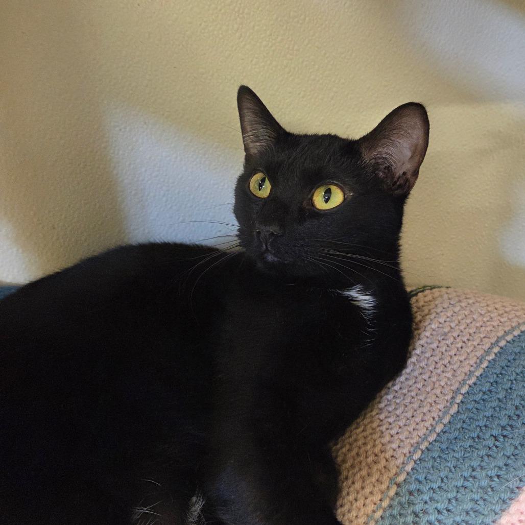 Enlarge Poppy, a Adoptable mixed breed in Pontiac, IL image 3/6