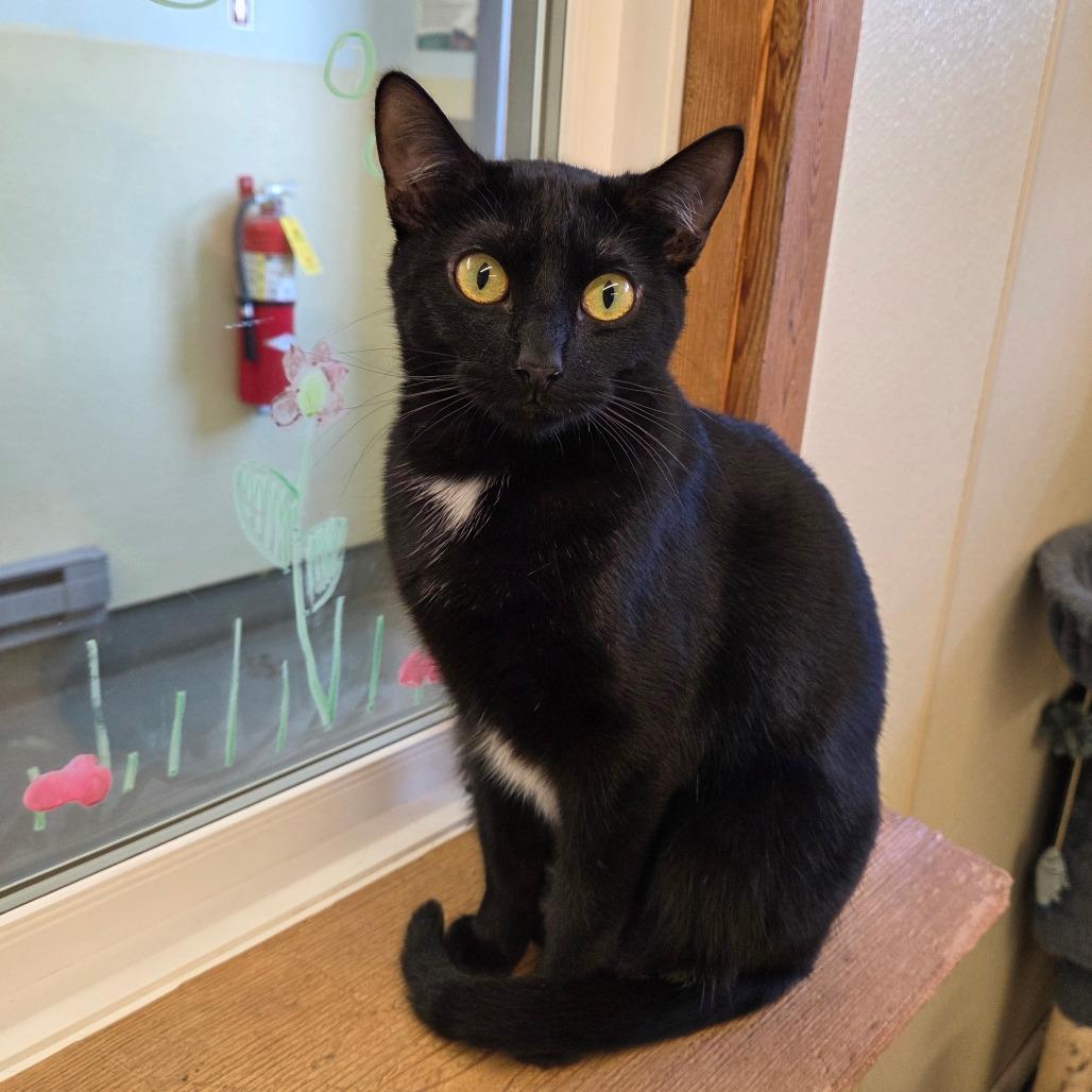 Enlarge Poppy, a Adoptable mixed breed in Pontiac, IL image 4/6