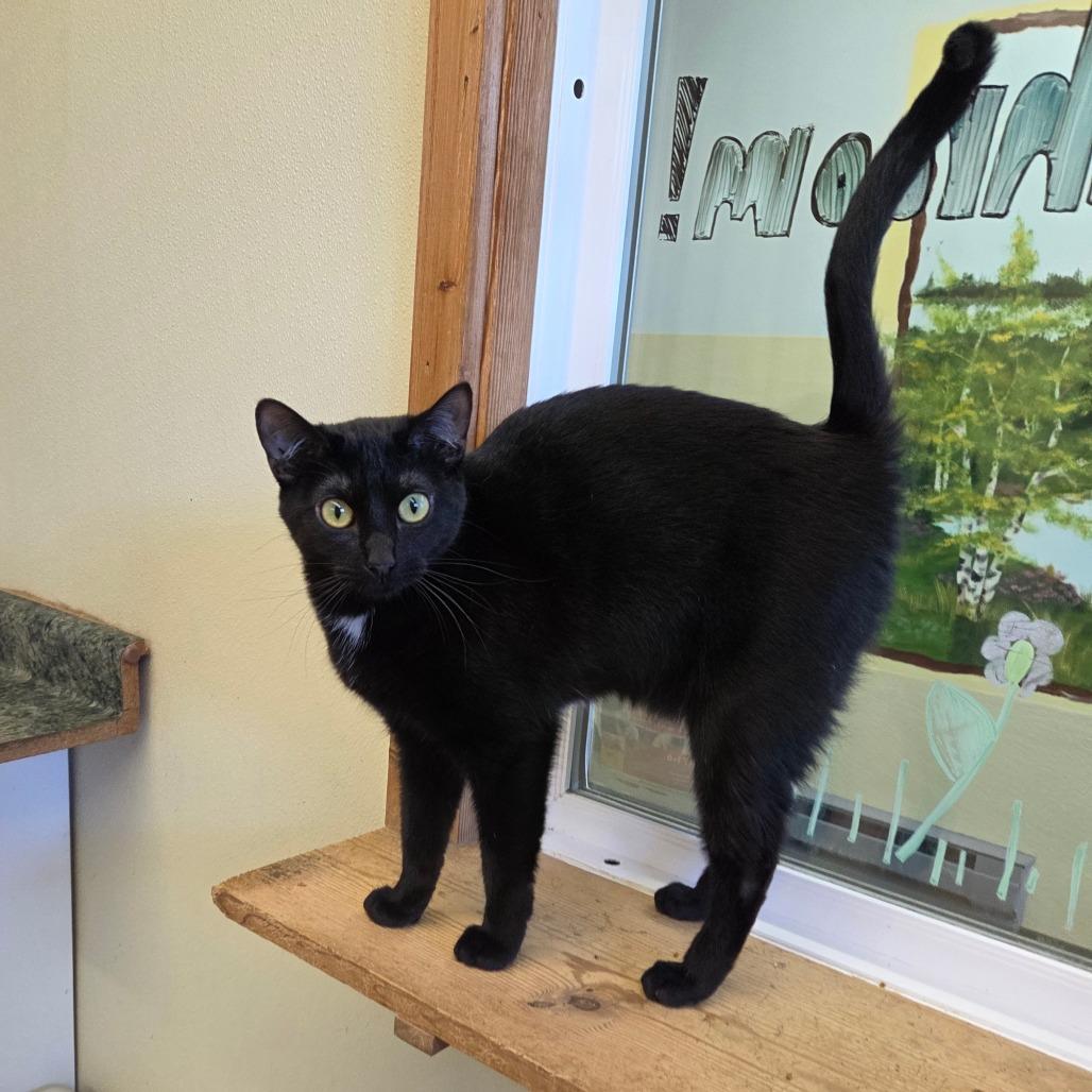 Enlarge Poppy, a Adoptable mixed breed in Pontiac, IL image 5/6