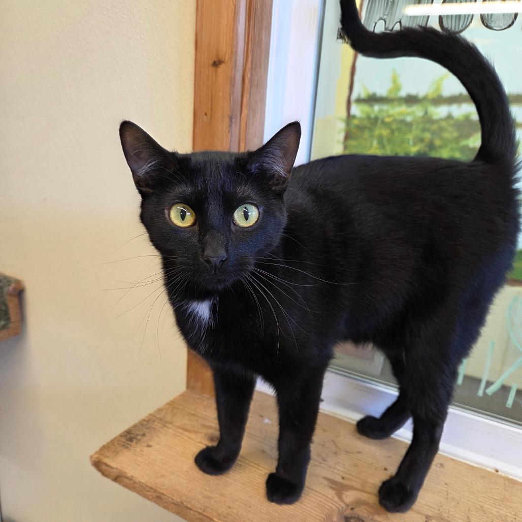 Enlarge Poppy, a Adoptable mixed breed in Pontiac, IL image 6/6