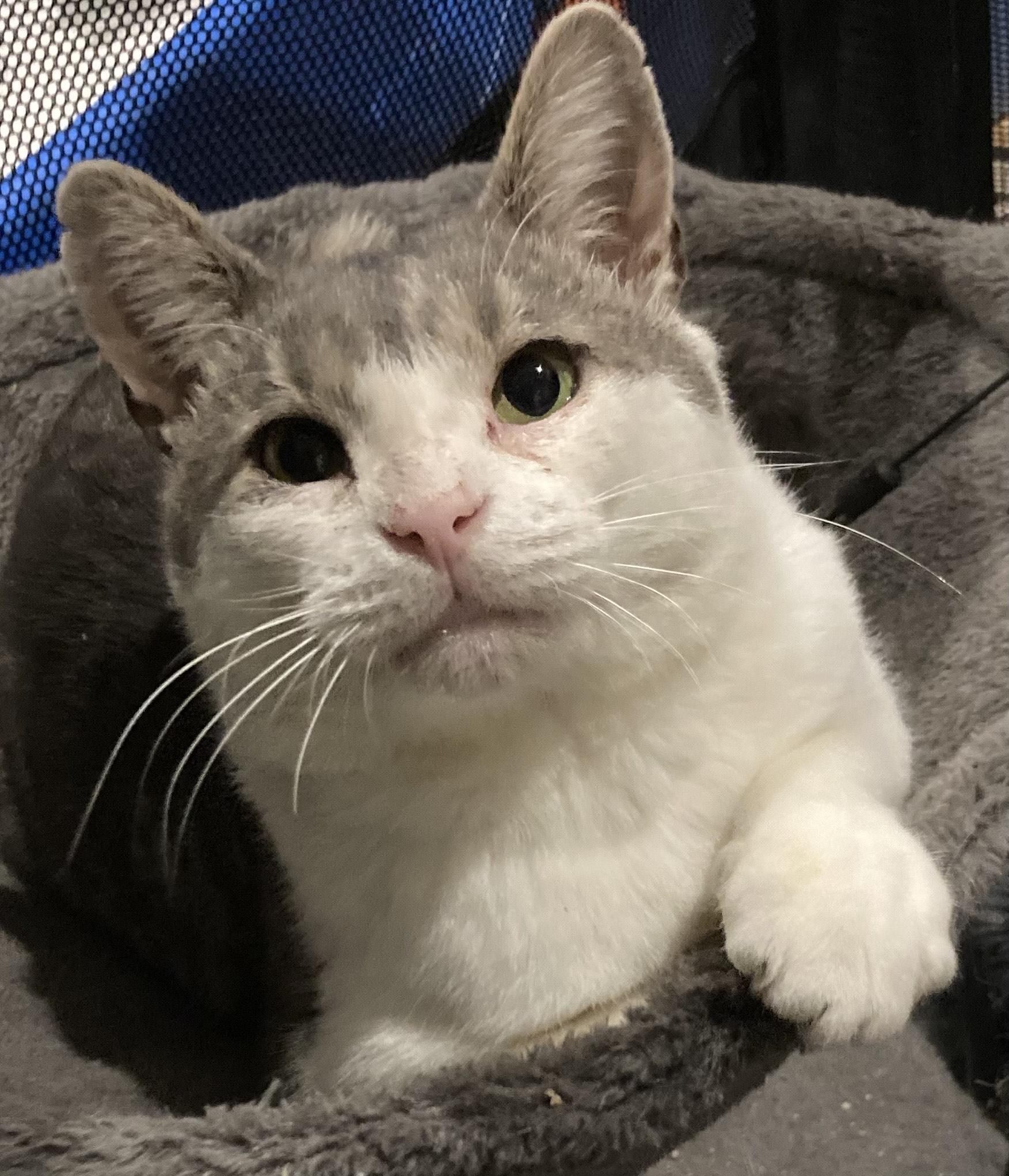 Budd, ADOPTABLE, Adult Male Domestic Short Hair.