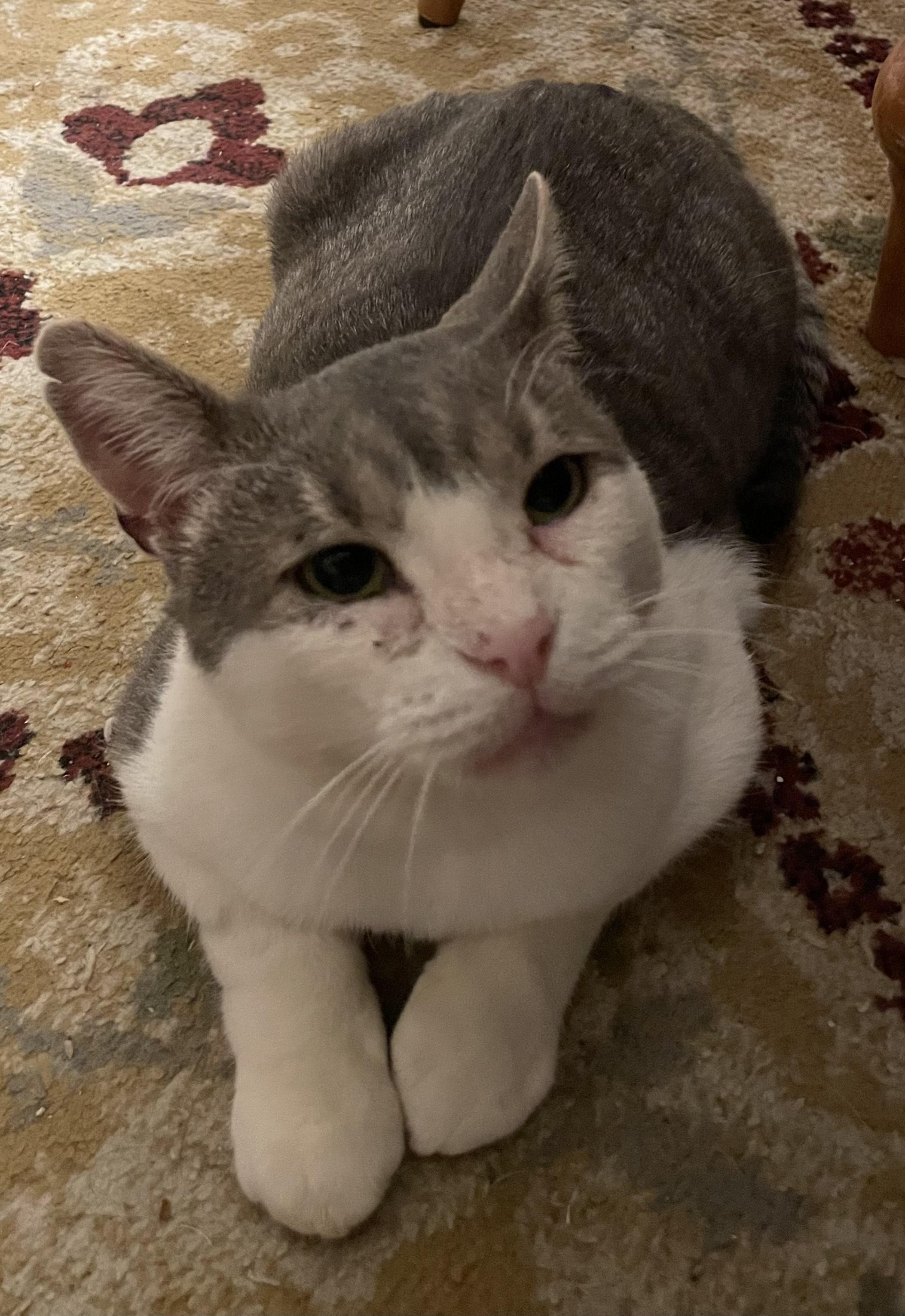 Enlarge Budd, a ADOPTABLE Domestic Short Hair in Pompton Lakes, NJ image 3/3