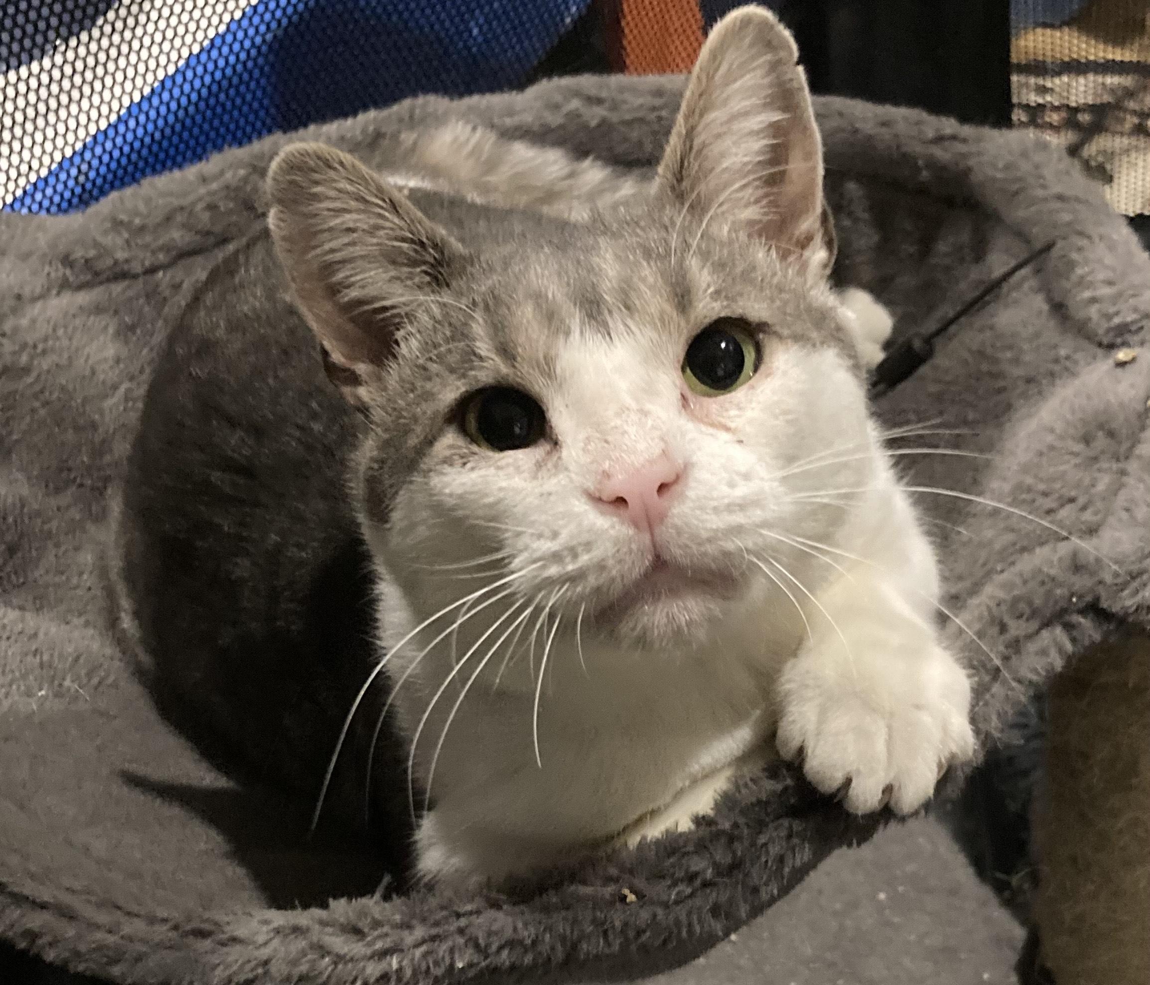 Enlarge Budd, a ADOPTABLE Domestic Short Hair in Pompton Lakes, NJ image 2/3