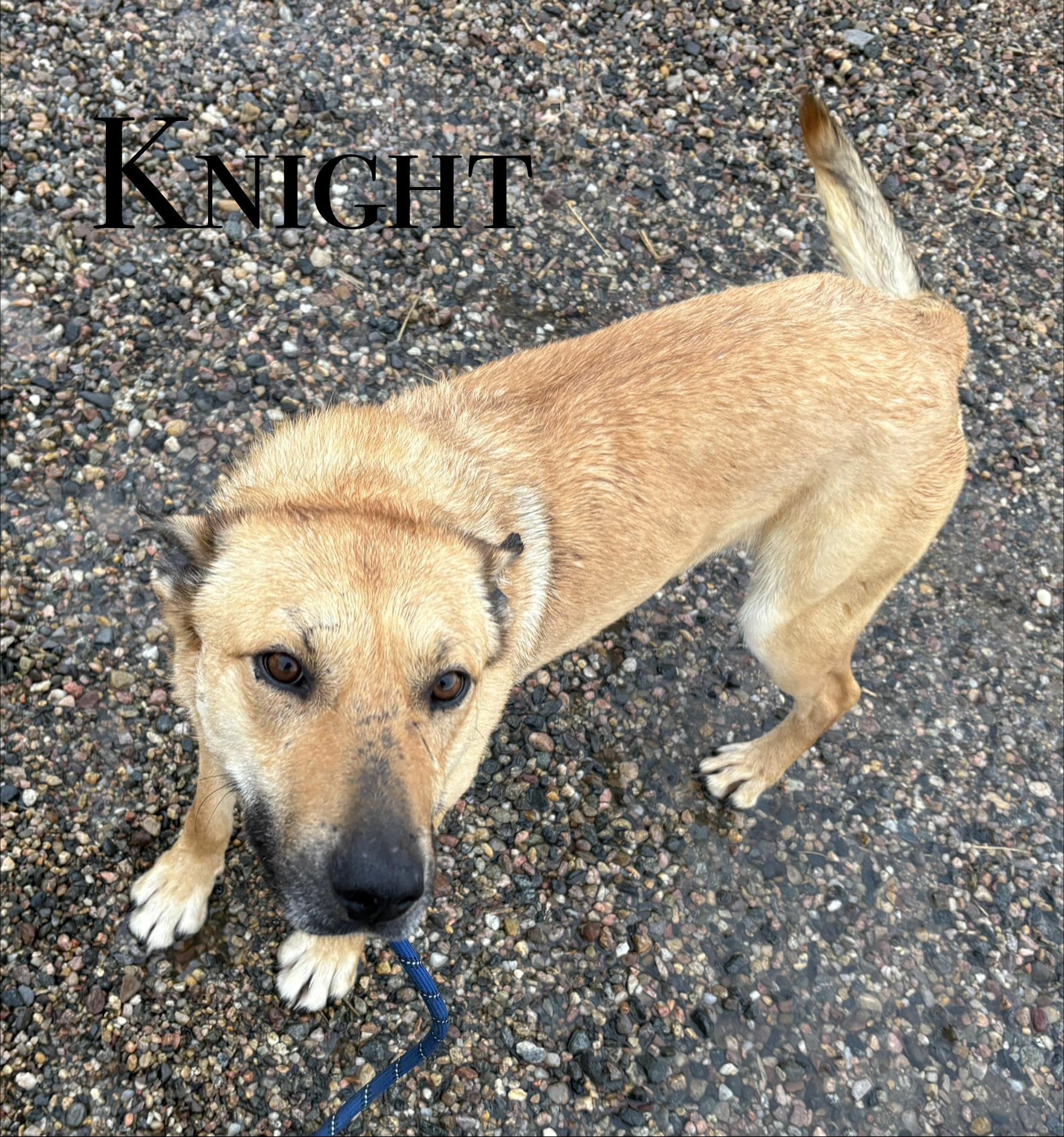 Enlarge Knight, a ADOPTABLE mixed breed in Craig, CO image 1/1