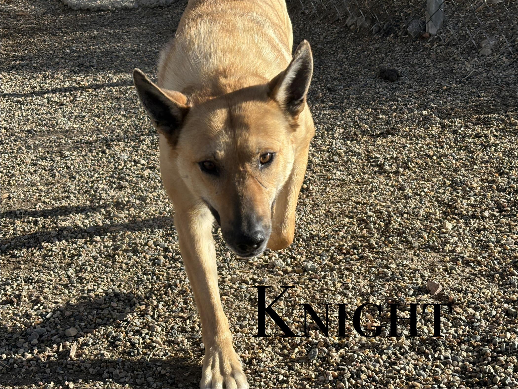 Knight, a ADOPTABLE mixed breed in Craig, CO image 1/2