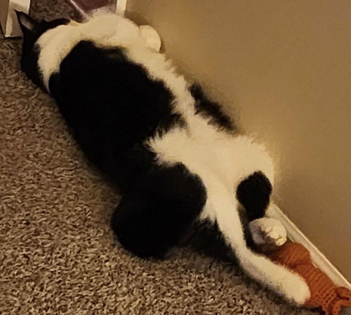 Ferb, a Adoptable Domestic Short Hair in Springfield, OR image 1/3