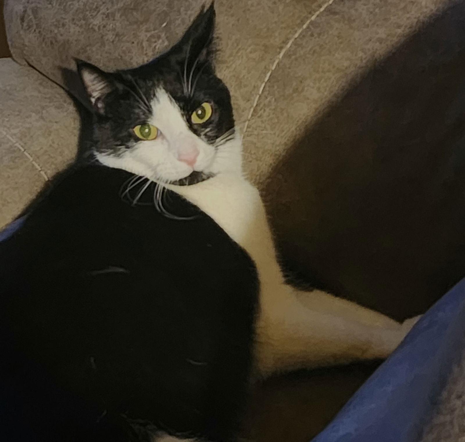 Ferb, a Adoptable Domestic Short Hair in Springfield, OR image 2/3