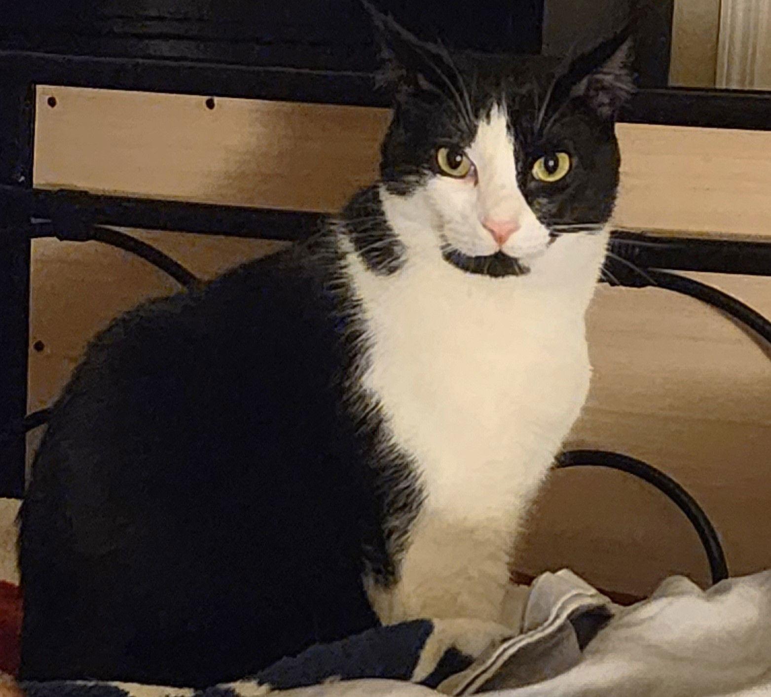 Ferb, a Adoptable Domestic Short Hair in Springfield, OR image 3/3