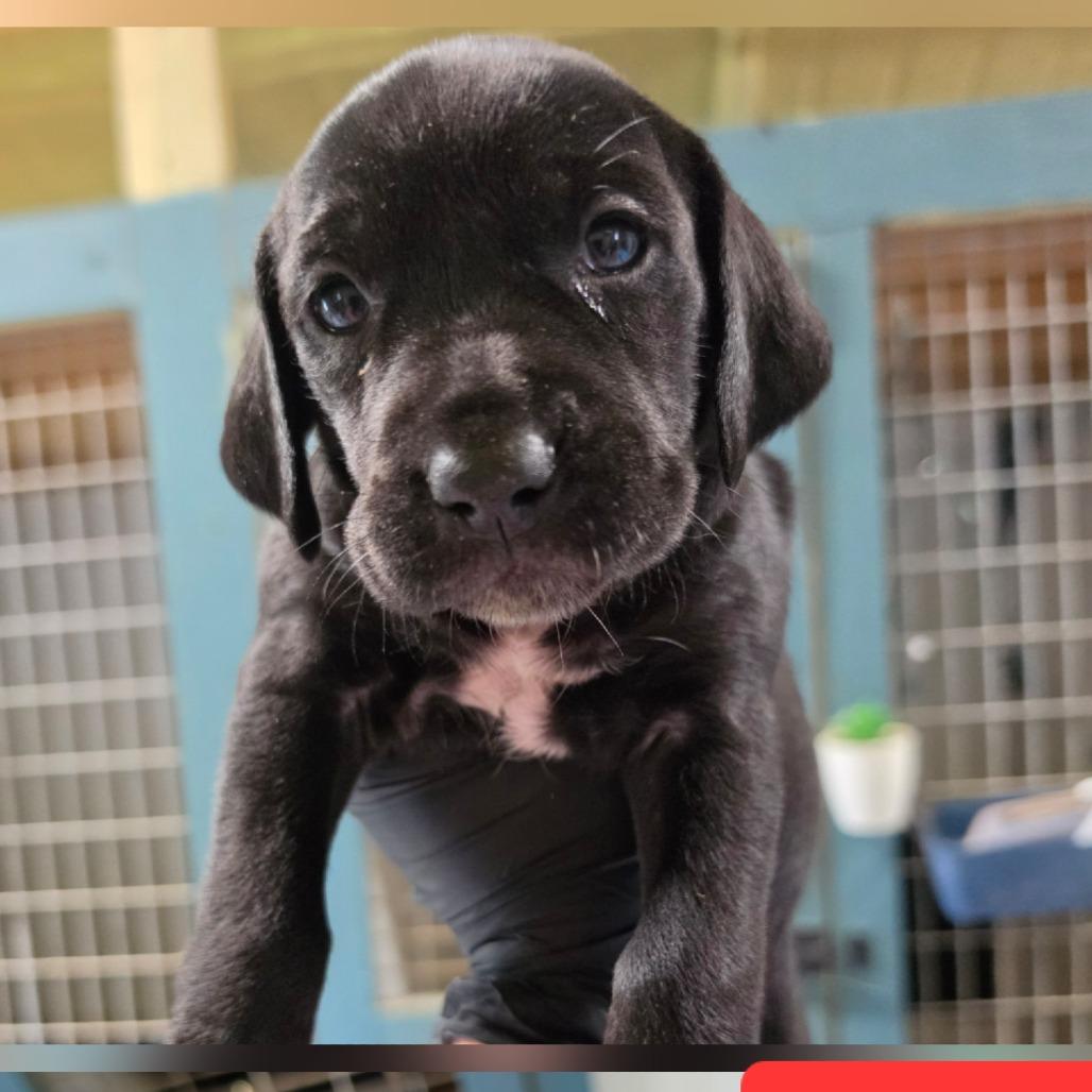 Fern, Adoptable, Puppy Female Bluetick Coonhound & Pit Bull Terrier.