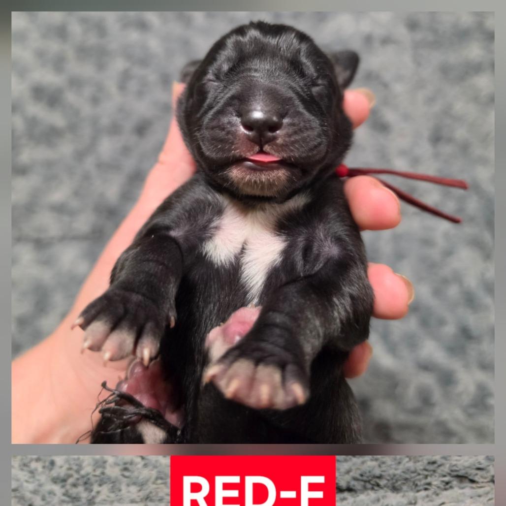 Enlarge Fern, a Adoptable mixed breed in Chesapeake, VA image 2/4