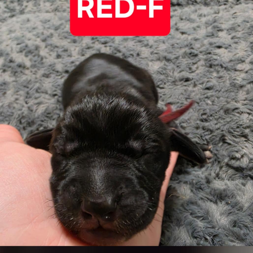 Enlarge Fern, a Adoptable mixed breed in Chesapeake, VA image 3/4