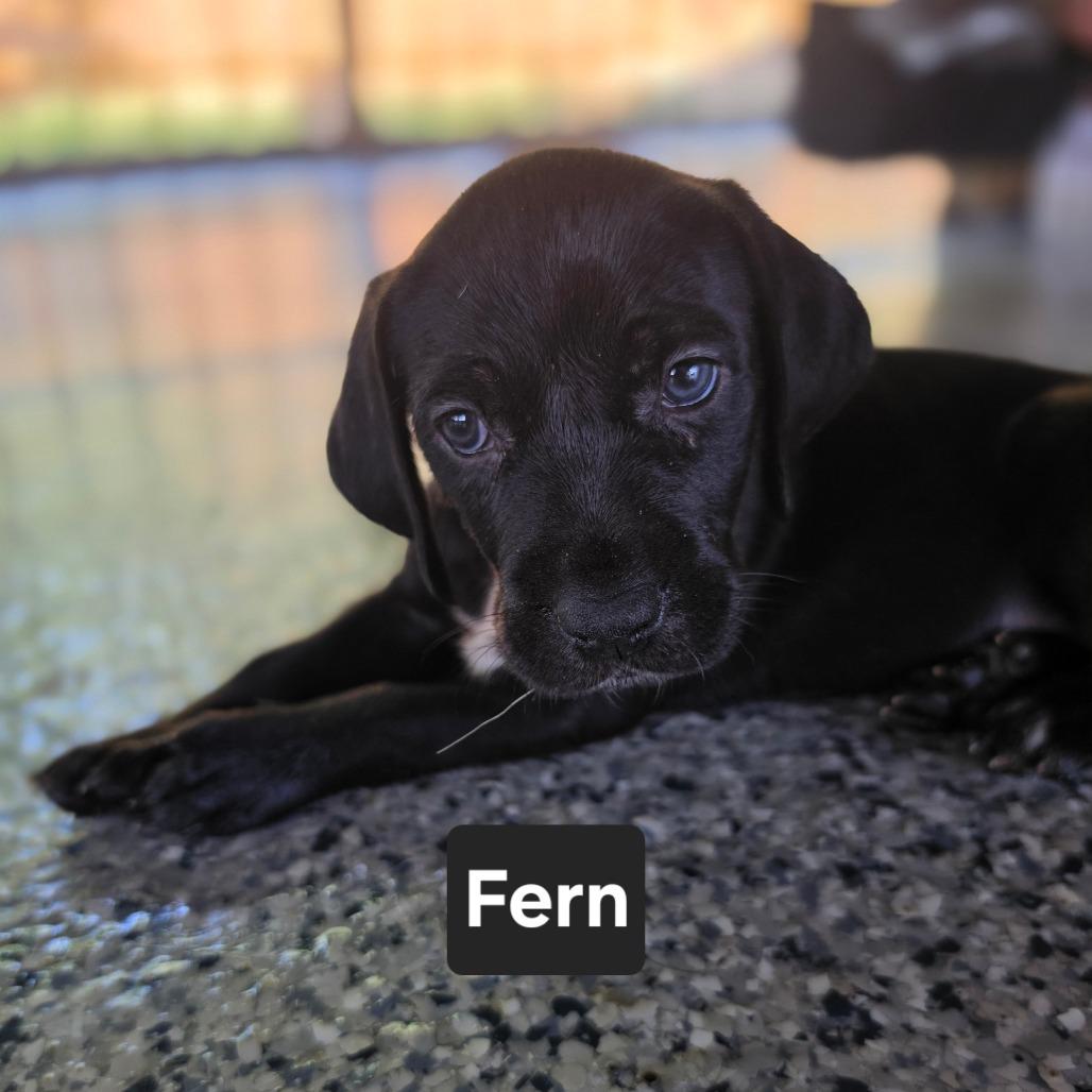 Enlarge Fern, a Adoptable mixed breed in Chesapeake, VA image 4/4