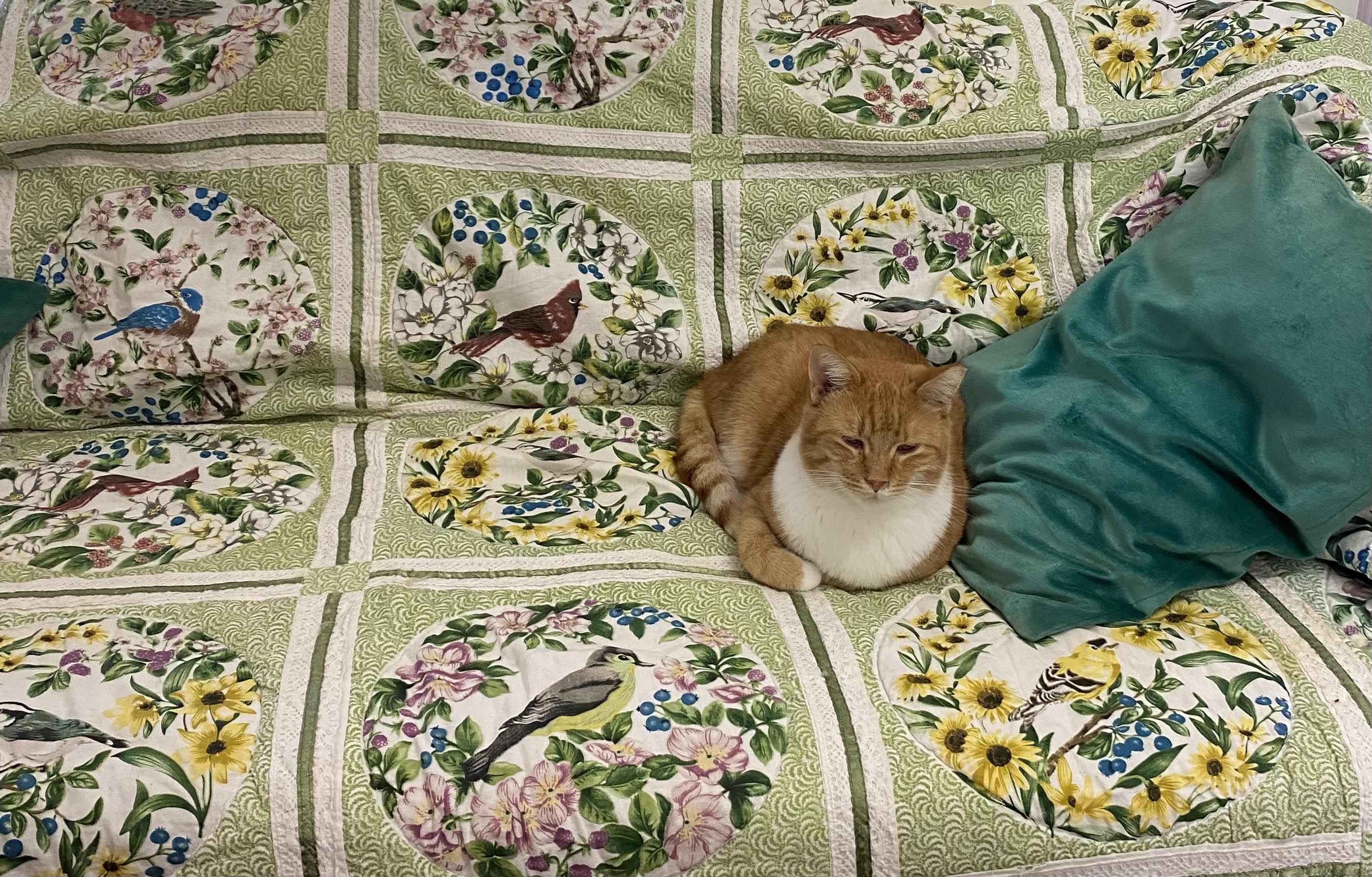 Enlarge Silvio, a Adoptable Domestic Short Hair in Rome, PA image 4/5