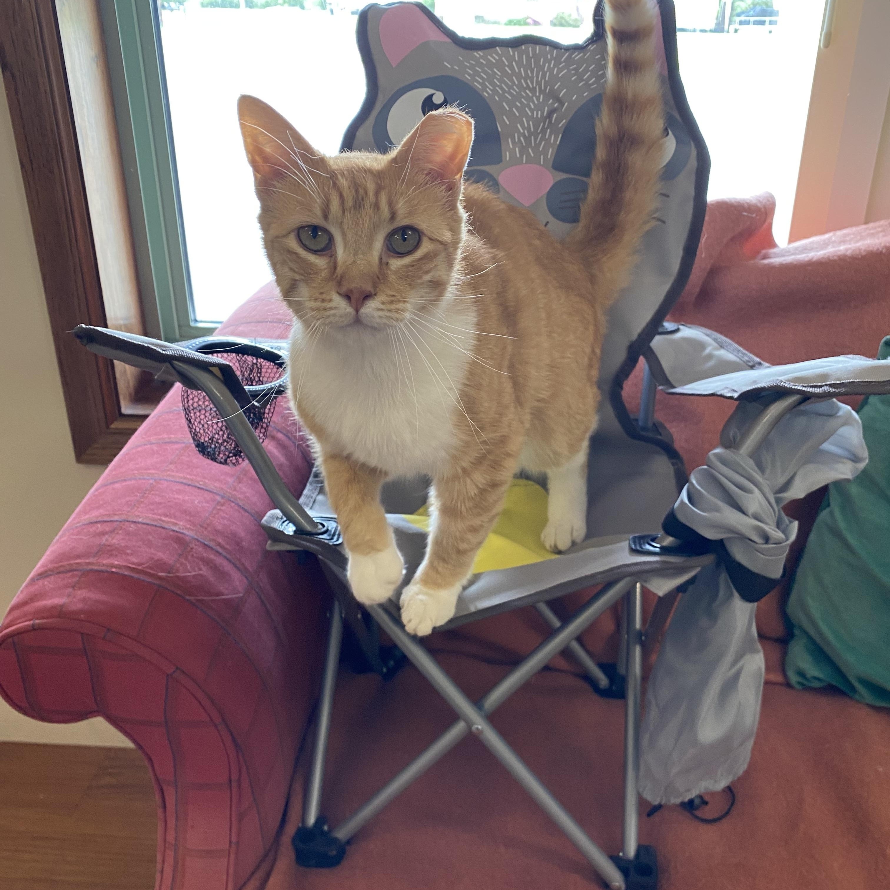 Enlarge Silvio, a Adoptable Domestic Short Hair in Rome, PA image 3/5