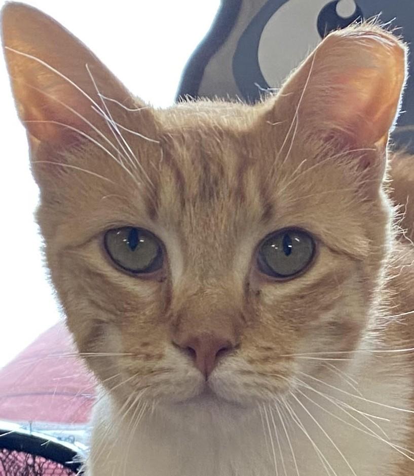 Enlarge Silvio, a Adoptable Domestic Short Hair in Rome, PA image 1/5