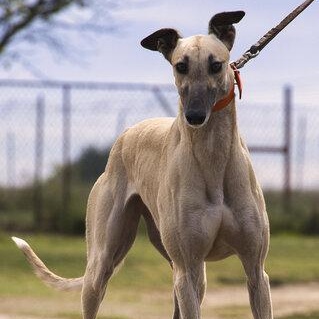 Enlarge STF Flat Out (Honey), a Adoptable Greyhound in North Port, FL image 3/3
