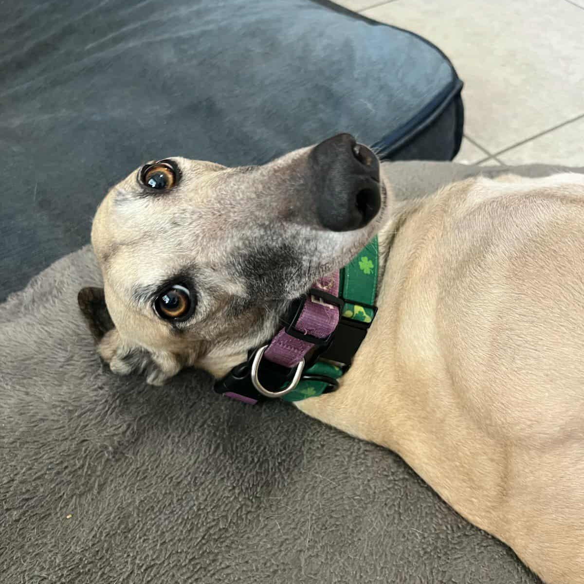 Enlarge STF Flat Out (Honey), a Adoptable Greyhound in North Port, FL image 2/3