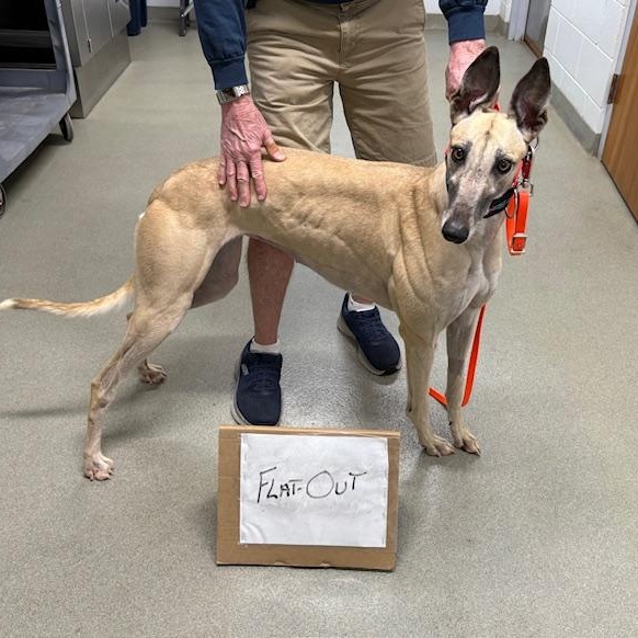 STF Flat Out (Honey), Adoptable, Adult Female Greyhound.