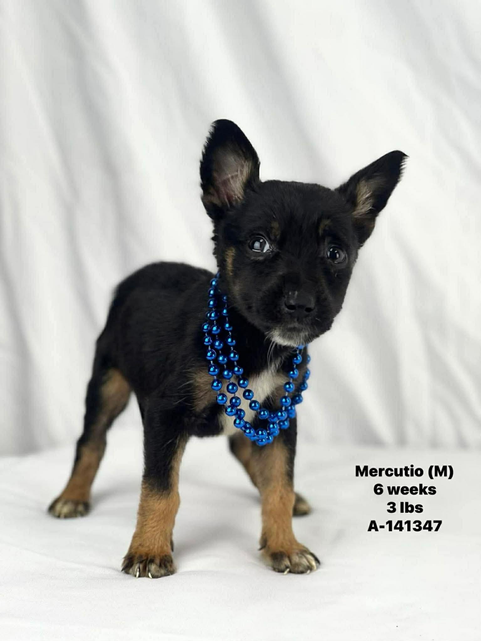 Mercutio the tiny mixed breed puppy, Adoptable, Puppy Male Chihuahua & Miniature Pinscher.