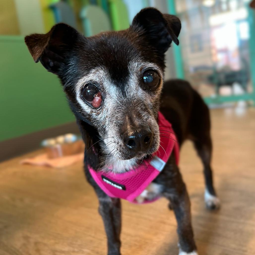 Enlarge Olympia 13675, a Adoptable Chihuahua in San Francisco, CA image 1/6