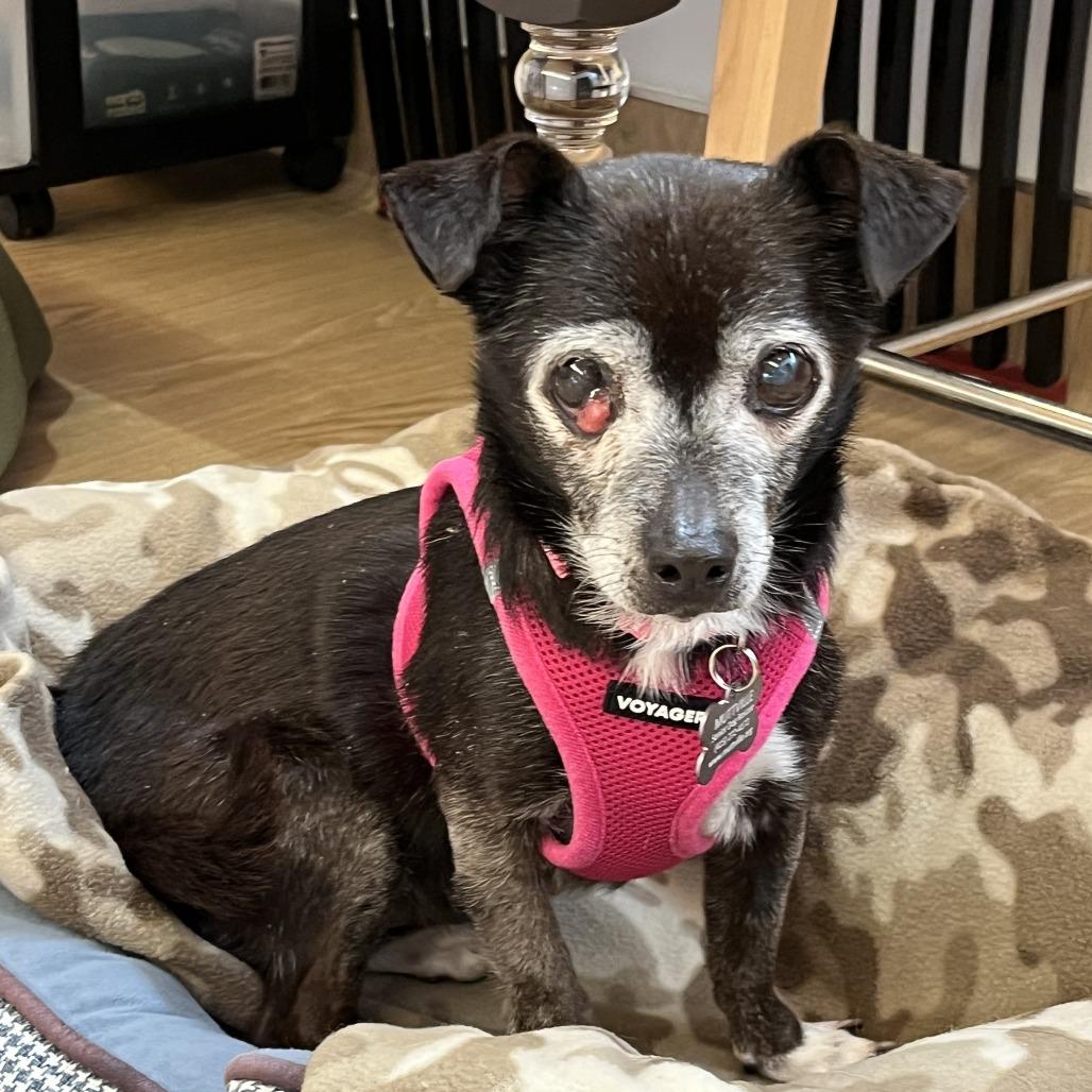 Olympia 13675, Adoptable, Senior Female Chihuahua.