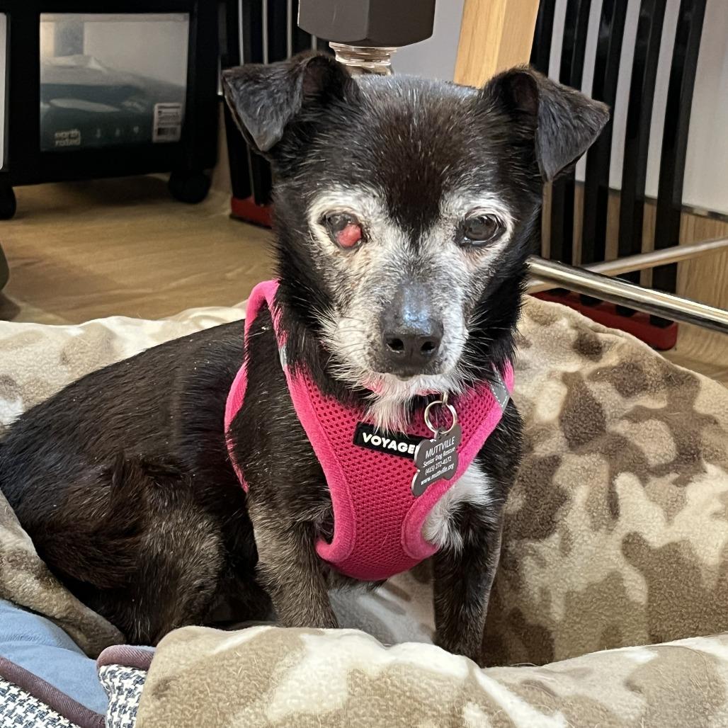 Enlarge Olympia 13675, a Adoptable Chihuahua in San Francisco, CA image 3/6