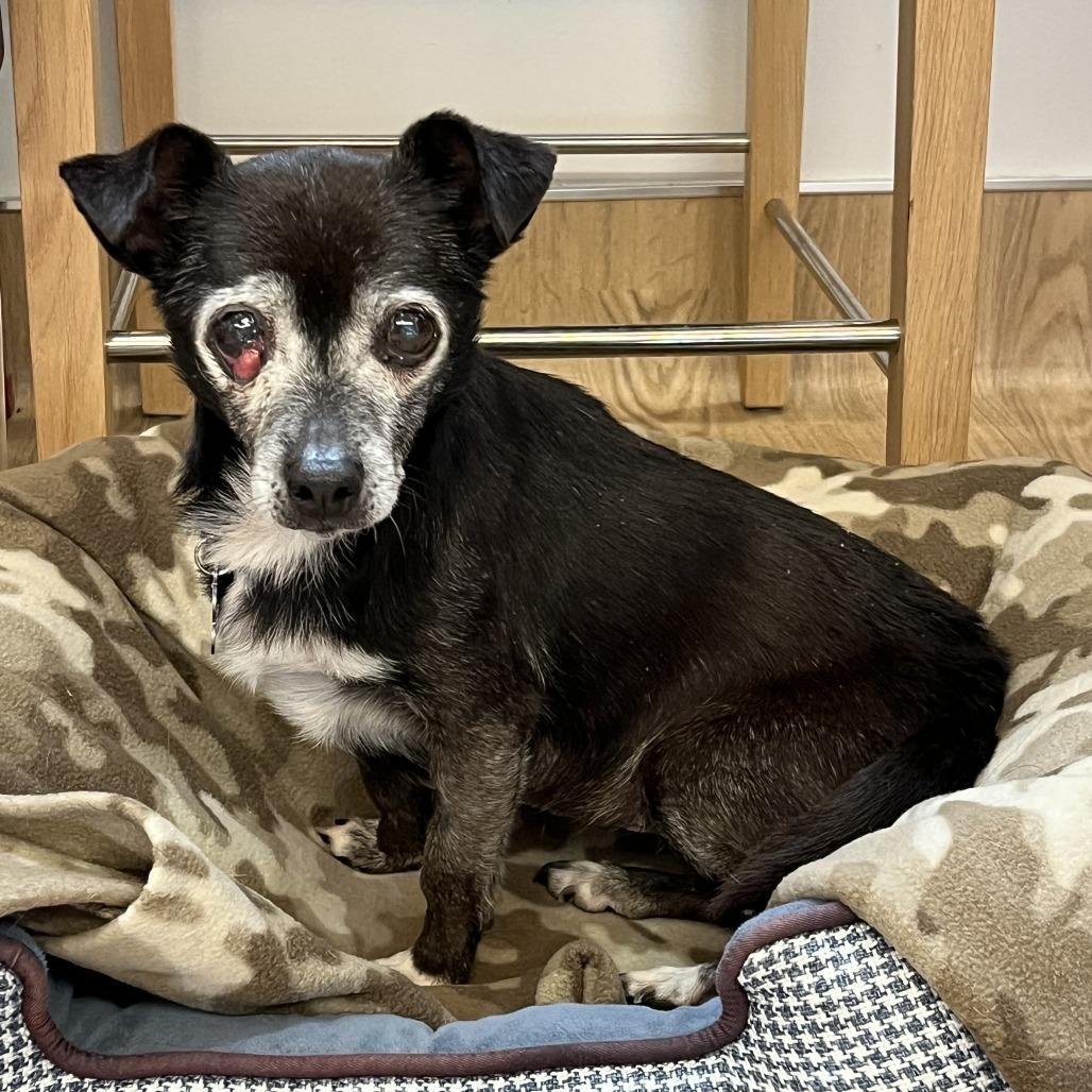 Enlarge Olympia 13675, a Adoptable Chihuahua in San Francisco, CA image 4/6