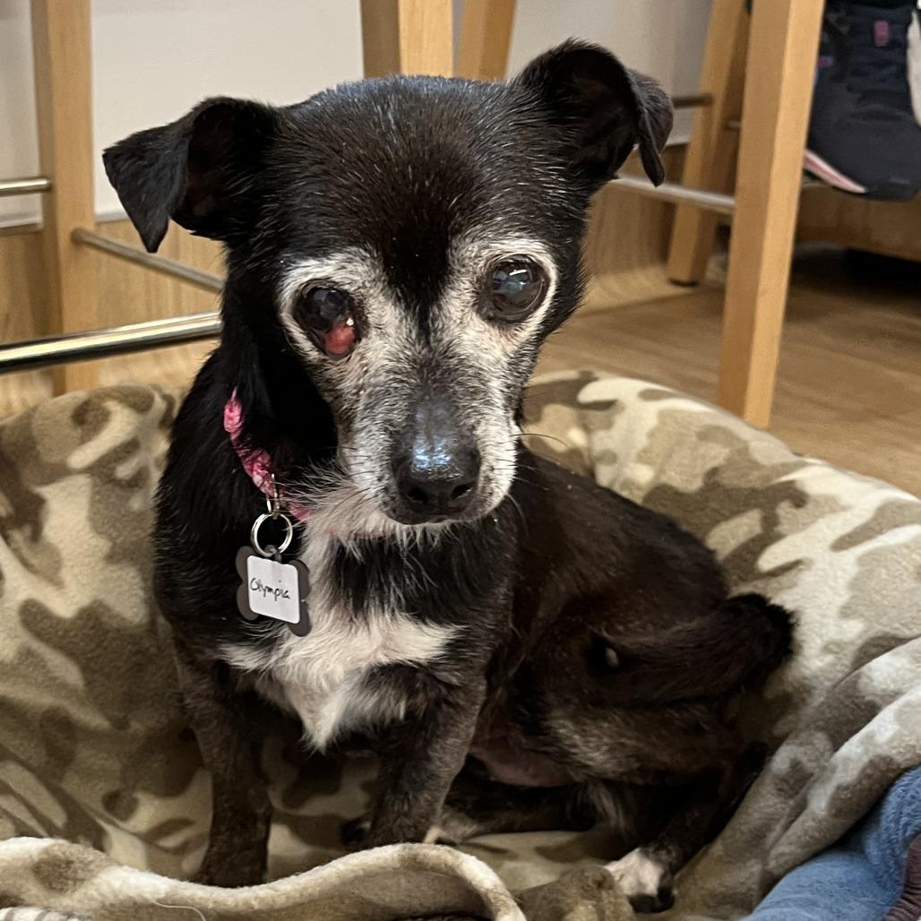 Enlarge Olympia 13675, a Adoptable Chihuahua in San Francisco, CA image 5/6