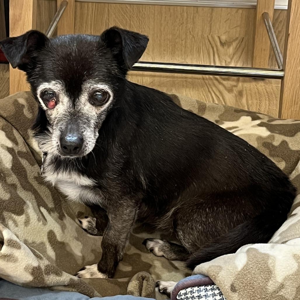 Enlarge Olympia 13675, a Adoptable Chihuahua in San Francisco, CA image 6/6