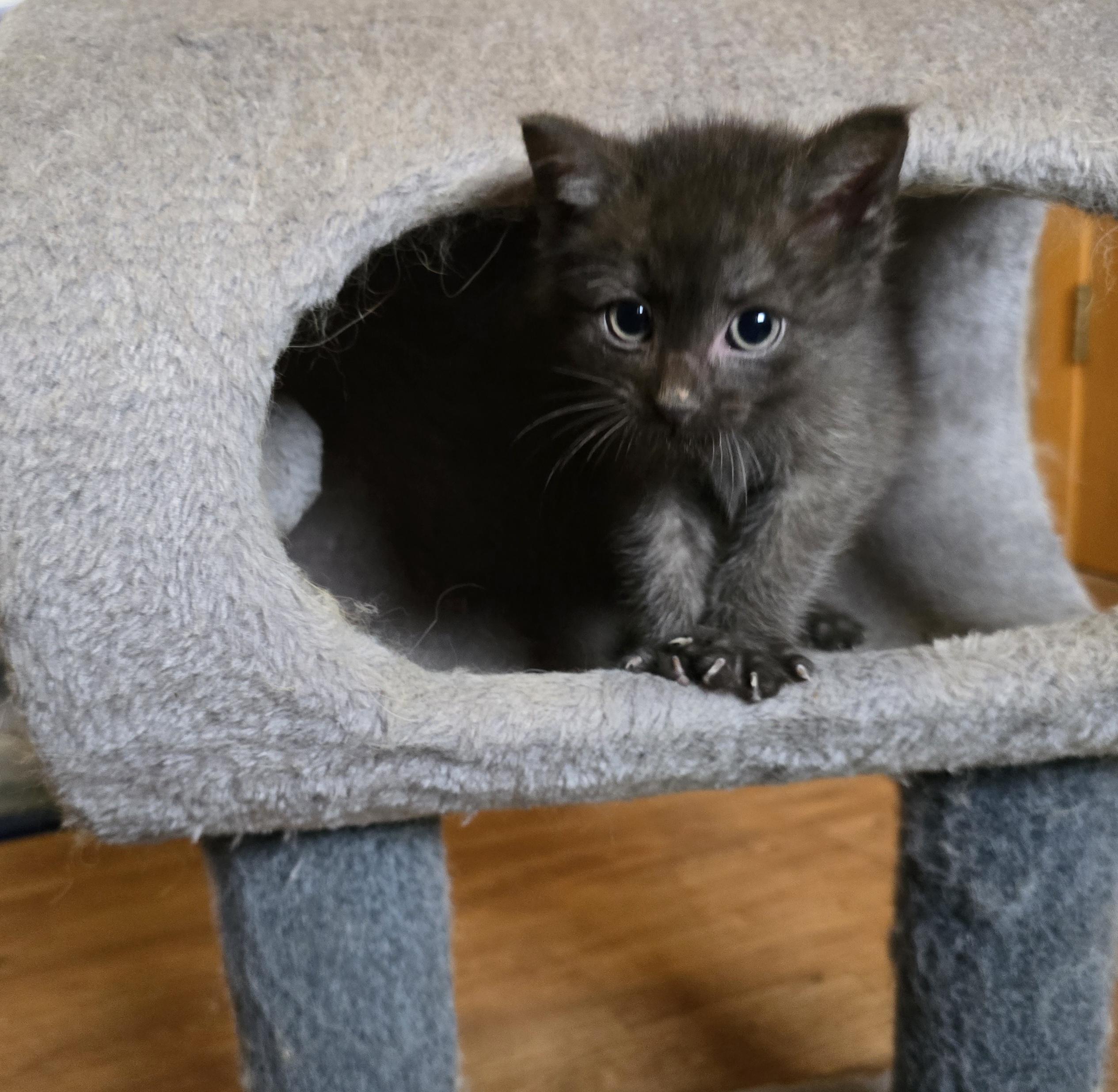 Taulouse, ADOPTABLE, Kitten Male Domestic Medium Hair.